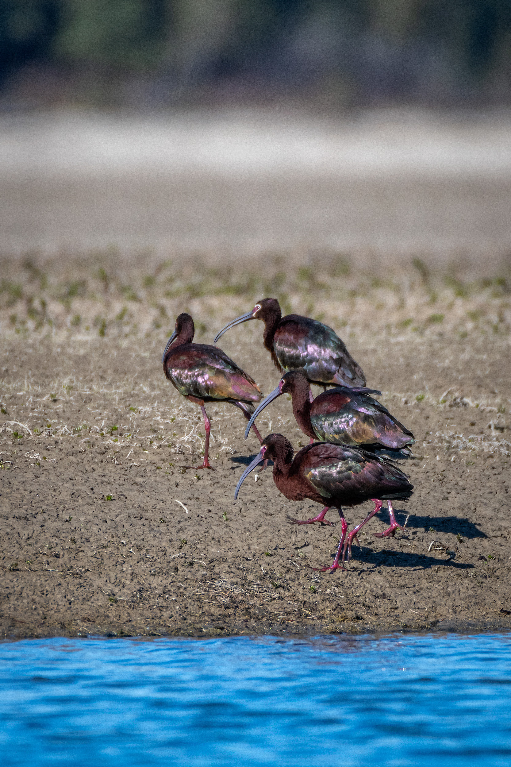 White-faced Ibises, Glenmore Reservoir, North Glenmore Park, Calgary, AB