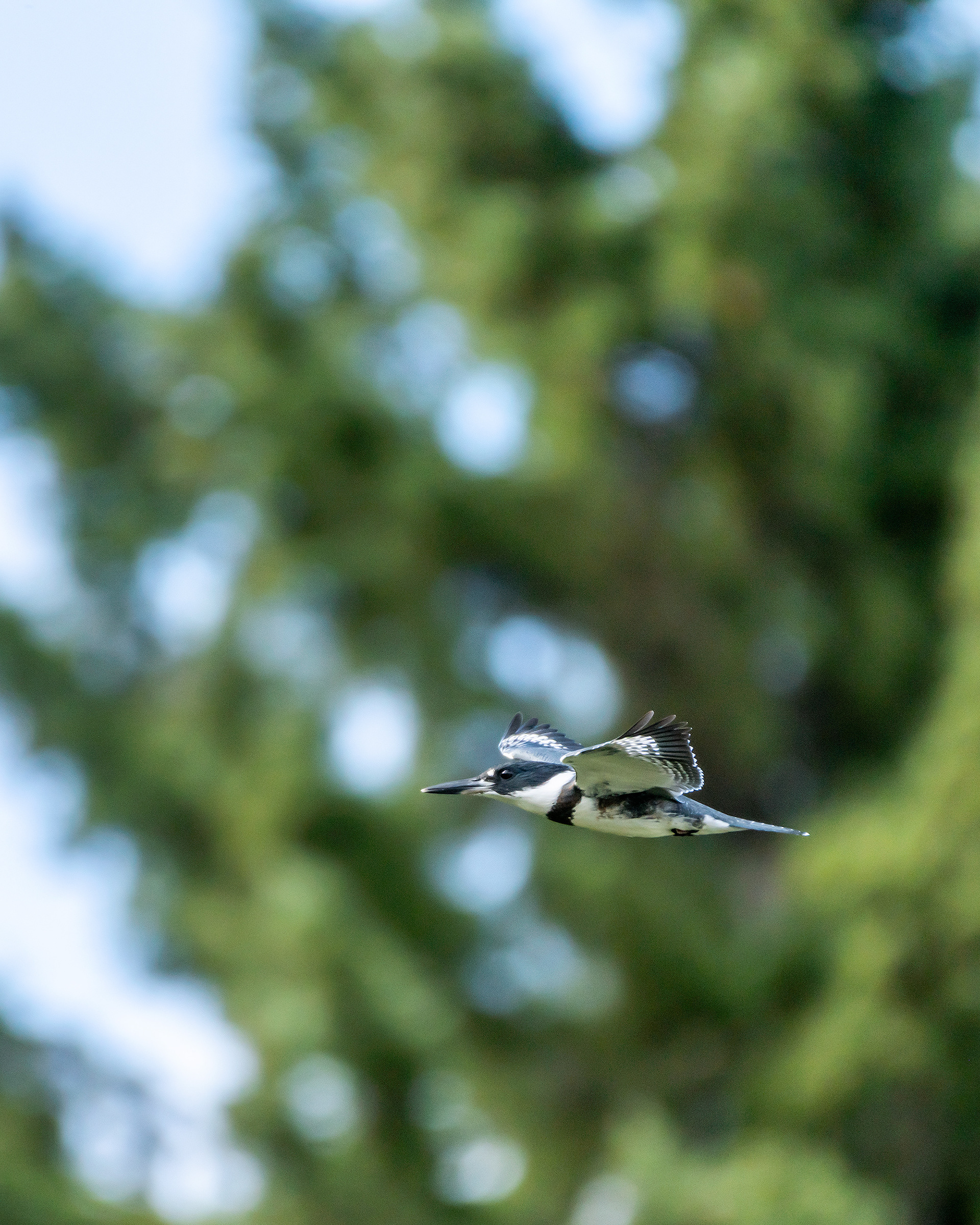 Belted Kingfisher (in flight), Marshall Springs - Fish Creek Prov. Park, Calgary, AB