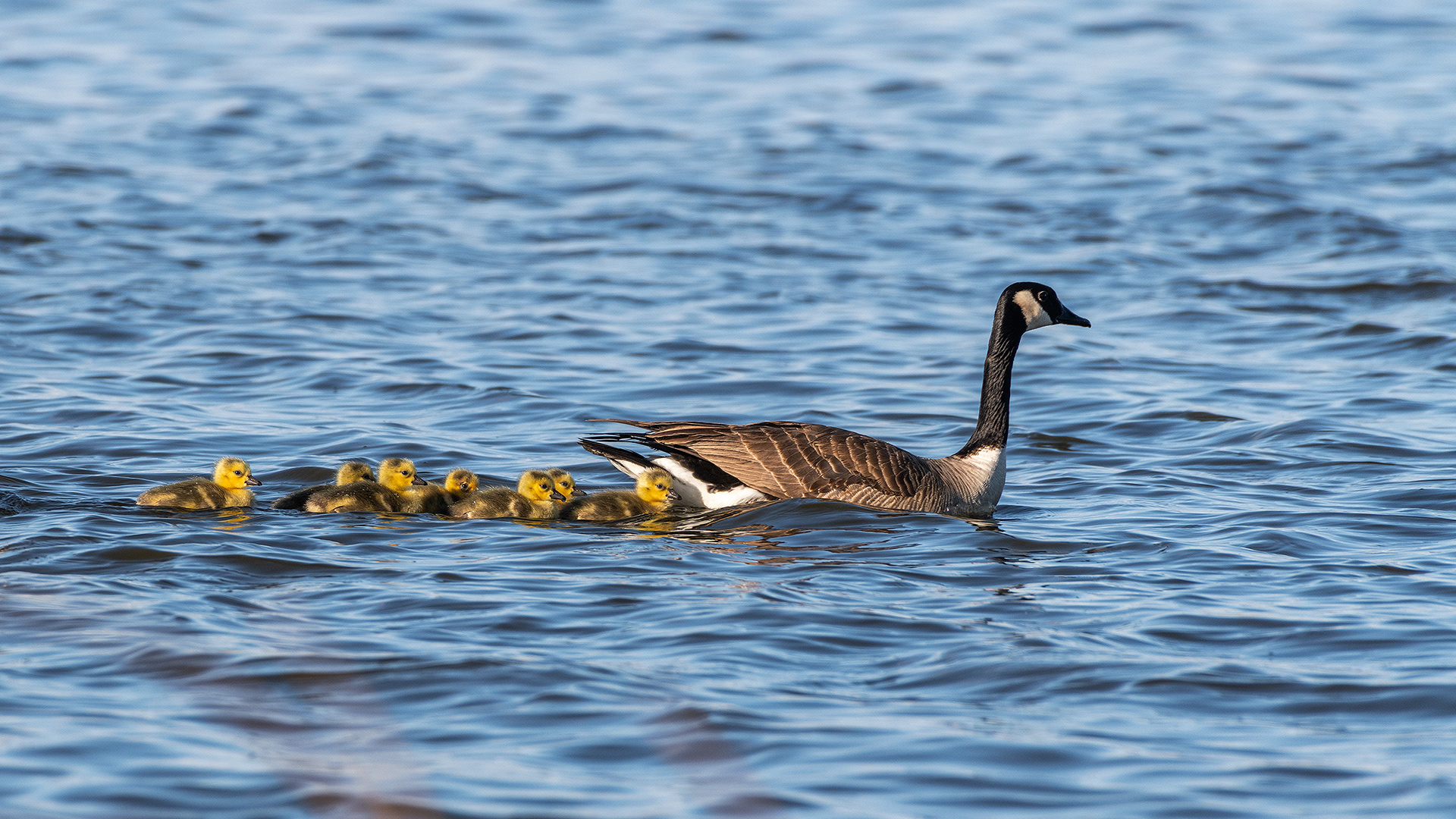Canada Goose with goslings, Frank Lake, Alberta