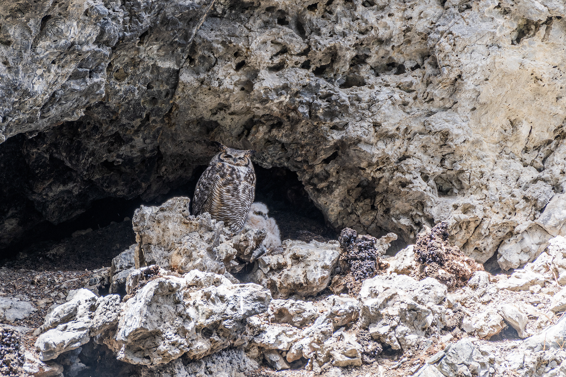 Great Horned Owl (at rest) with baby near Canmore, Alberta