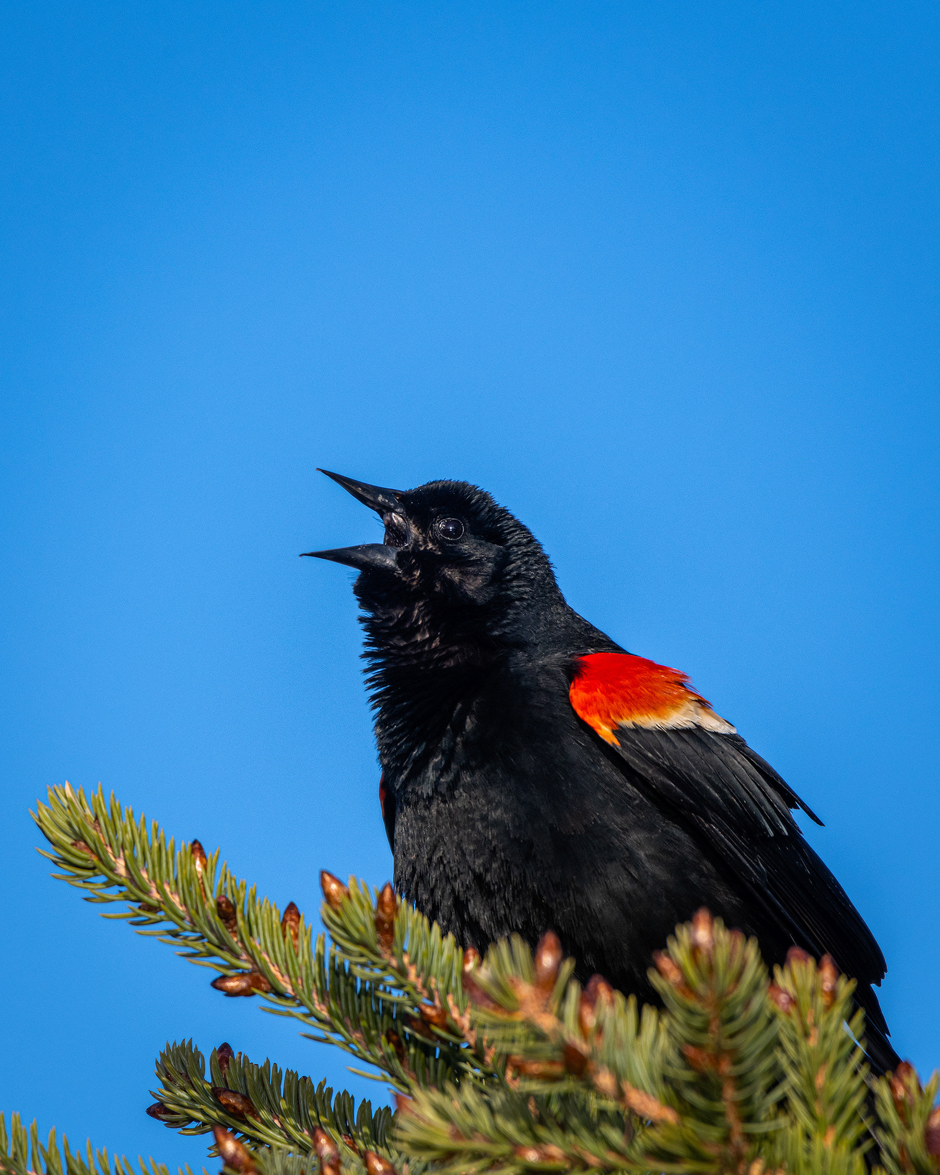 Red-winged Blackbird (male), Marshall Springs ponds, Fish Creek Provincial Park, Calgary, AB