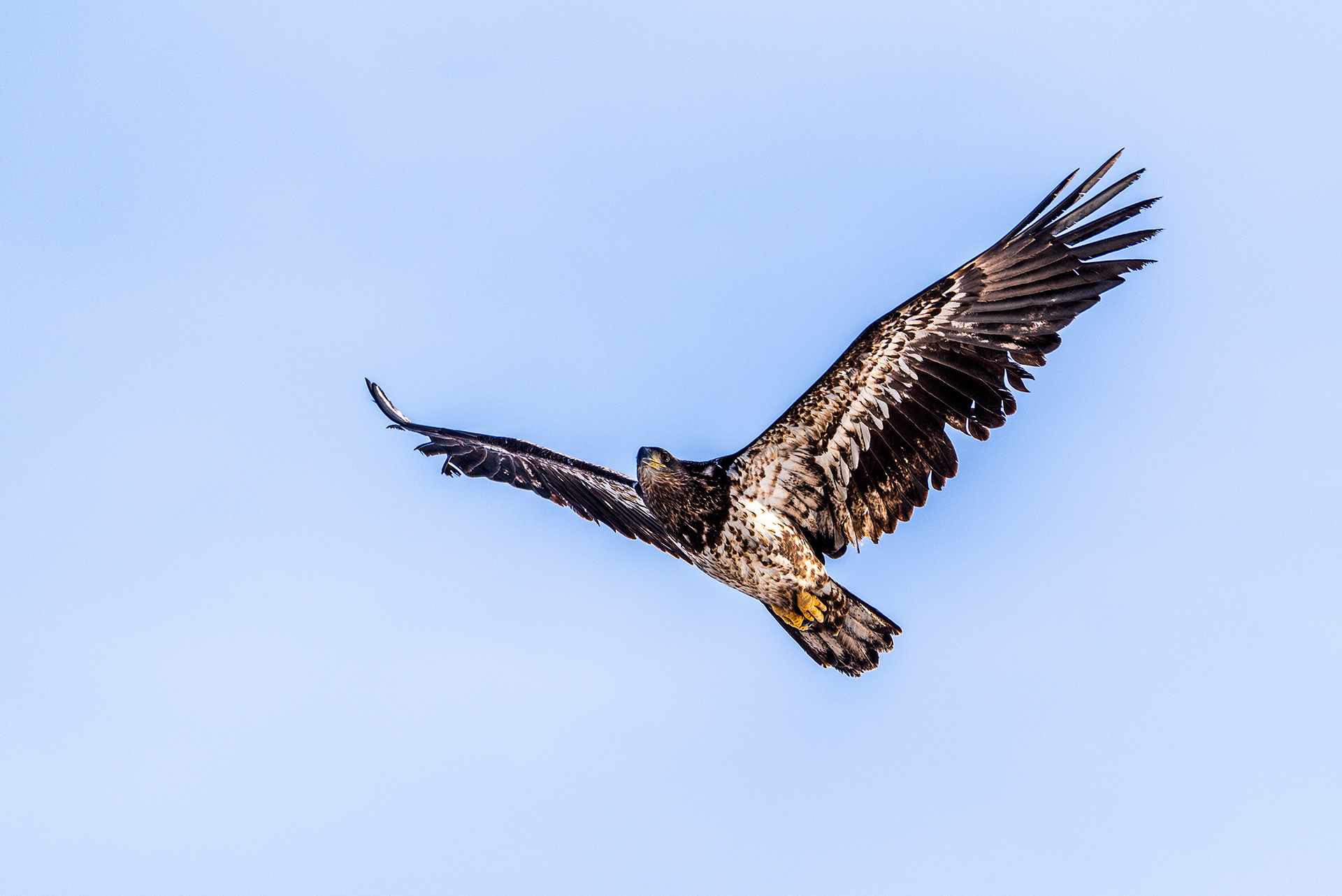 Bald Eagle (immature) in flight over the Bow River, near Carburn Park
