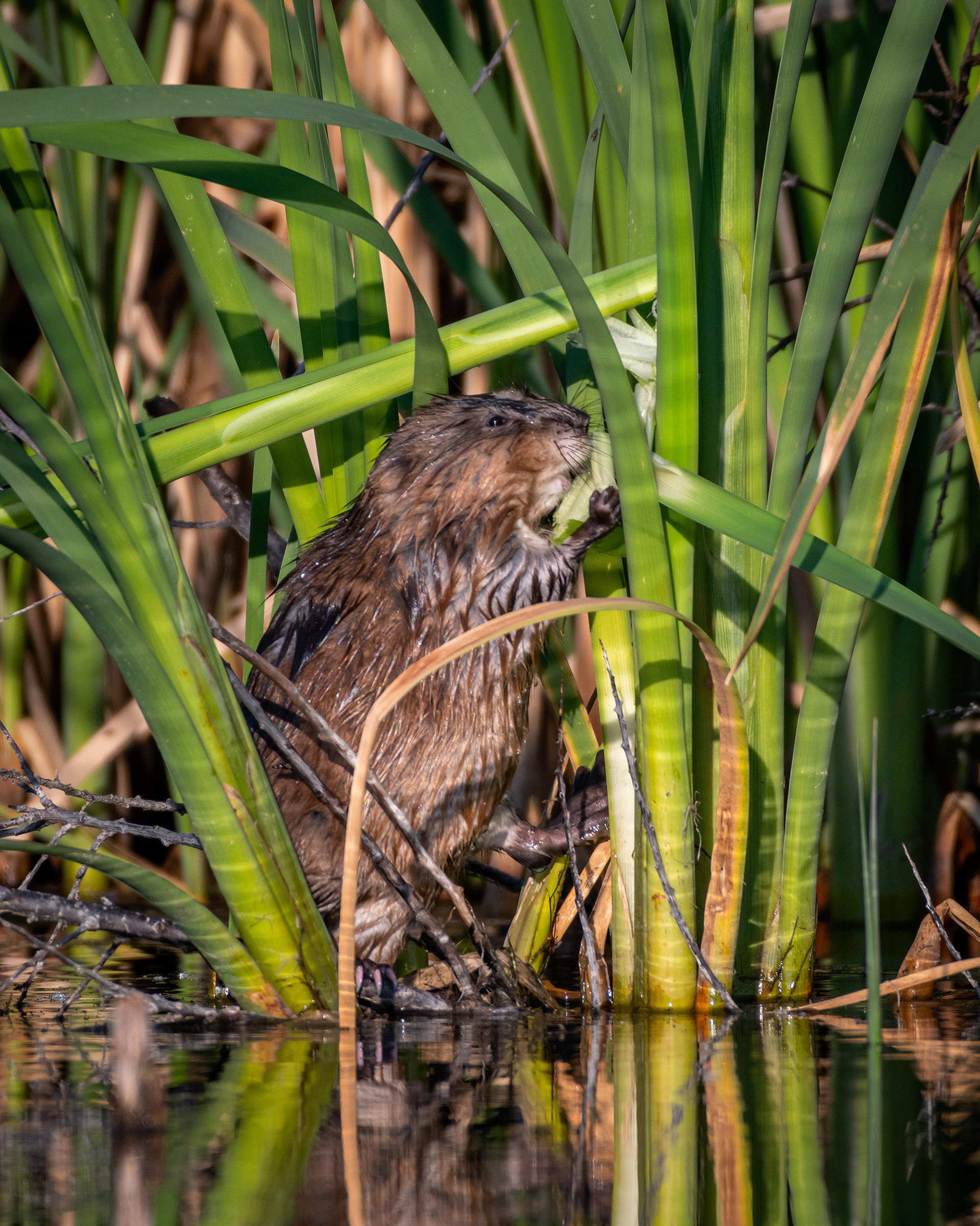 Muskrat, Marshall Springs ponds, Fish Creek Provincial Park, Calgary, AB