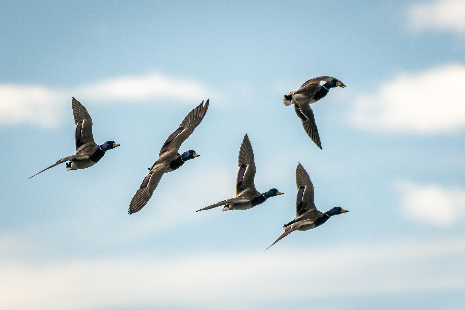 Mallards (male) in flight - Refinery Park, Calgary, AB