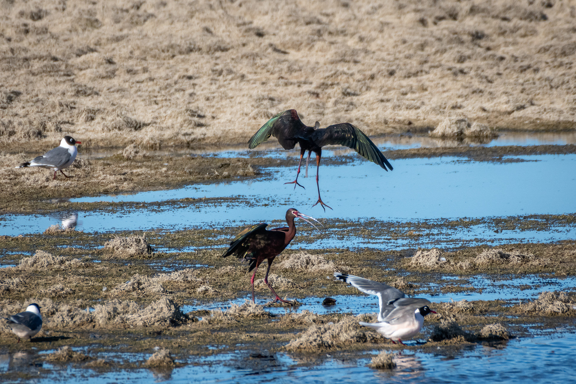 White-faced Ibises, Glenmore Reservoir, North Glenmore Park, Calgary, AB