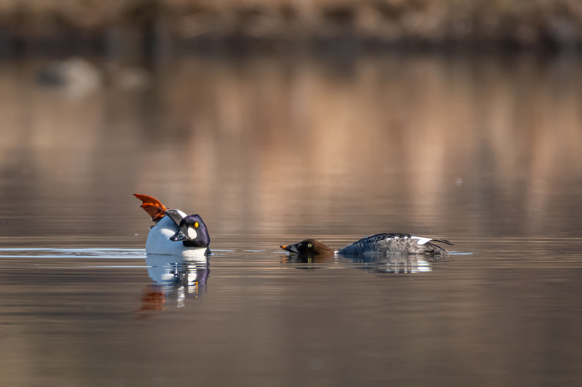 Common Goldeneye pair, Marshall Springs, Fish Creek Provincial Park, Calgary, AB