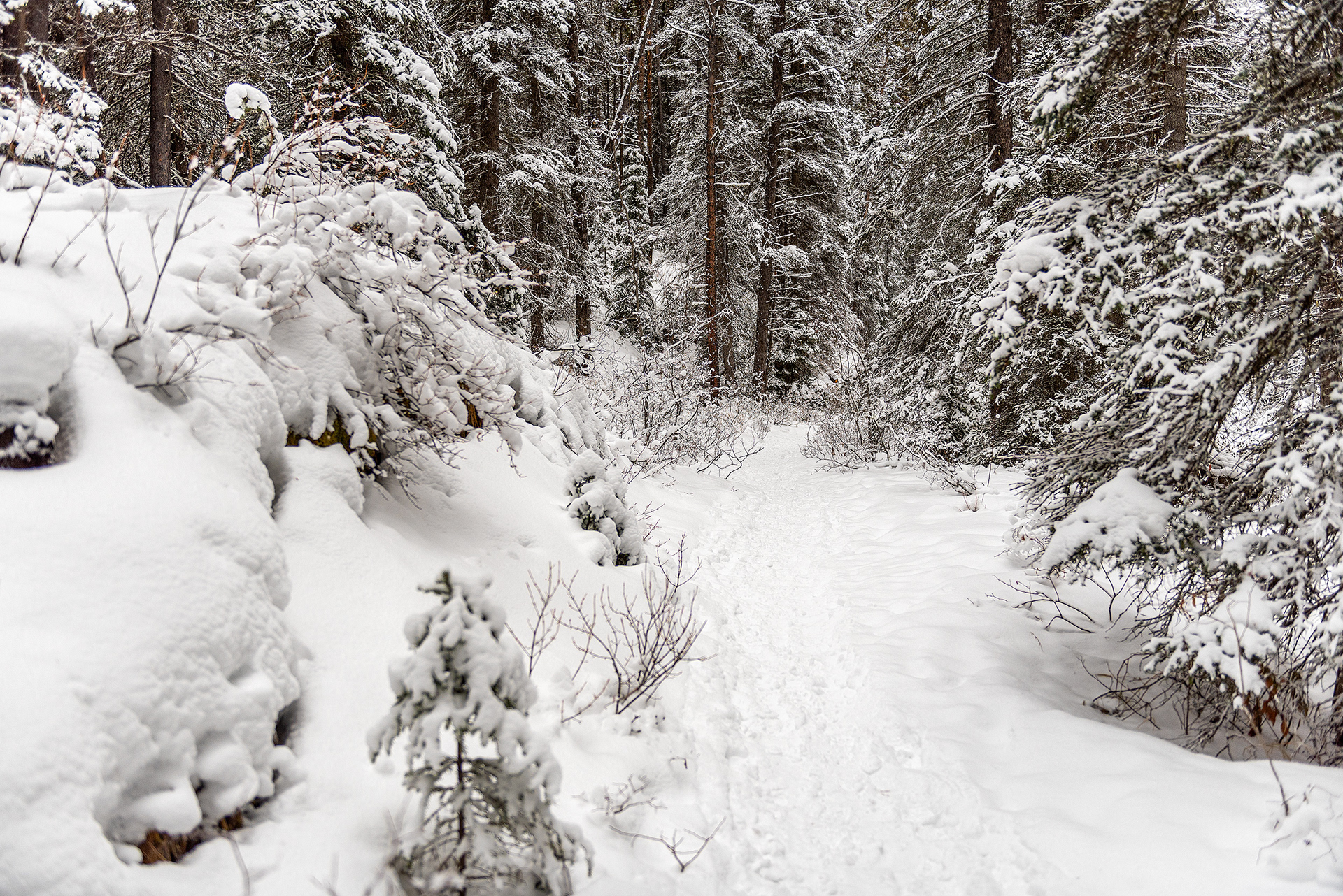 A view of part of the Castle Lookout hiking trail in Banff National Park, AB