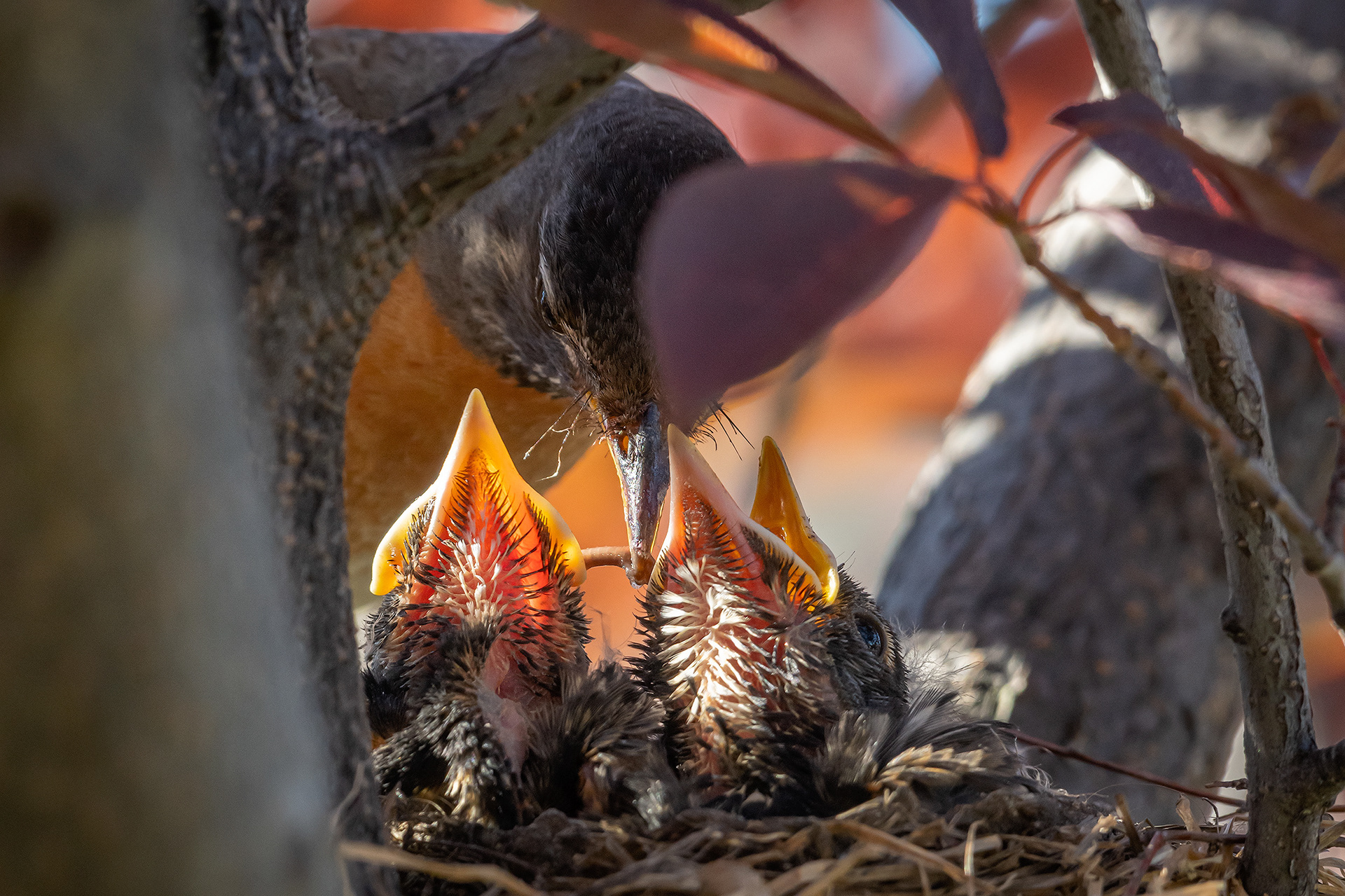 American Robin hatchlings being fed, Bridlewood, Calgary, AB