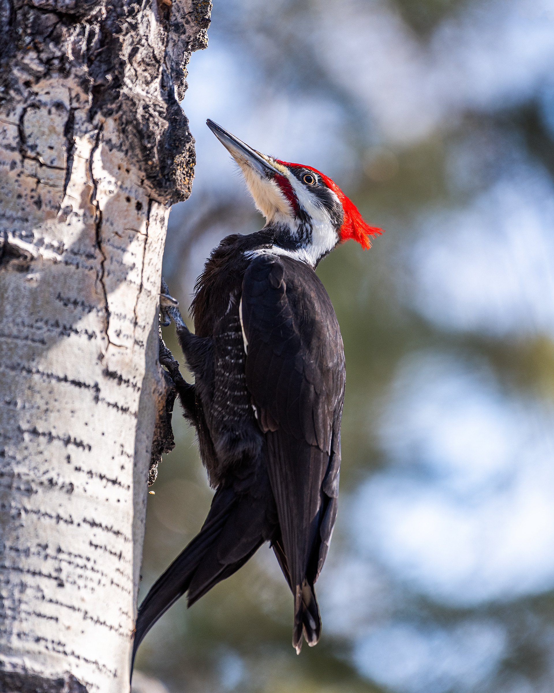 Pileated Woodpecker (male) near Marshall Springs in Fish Creek Provincial Park
