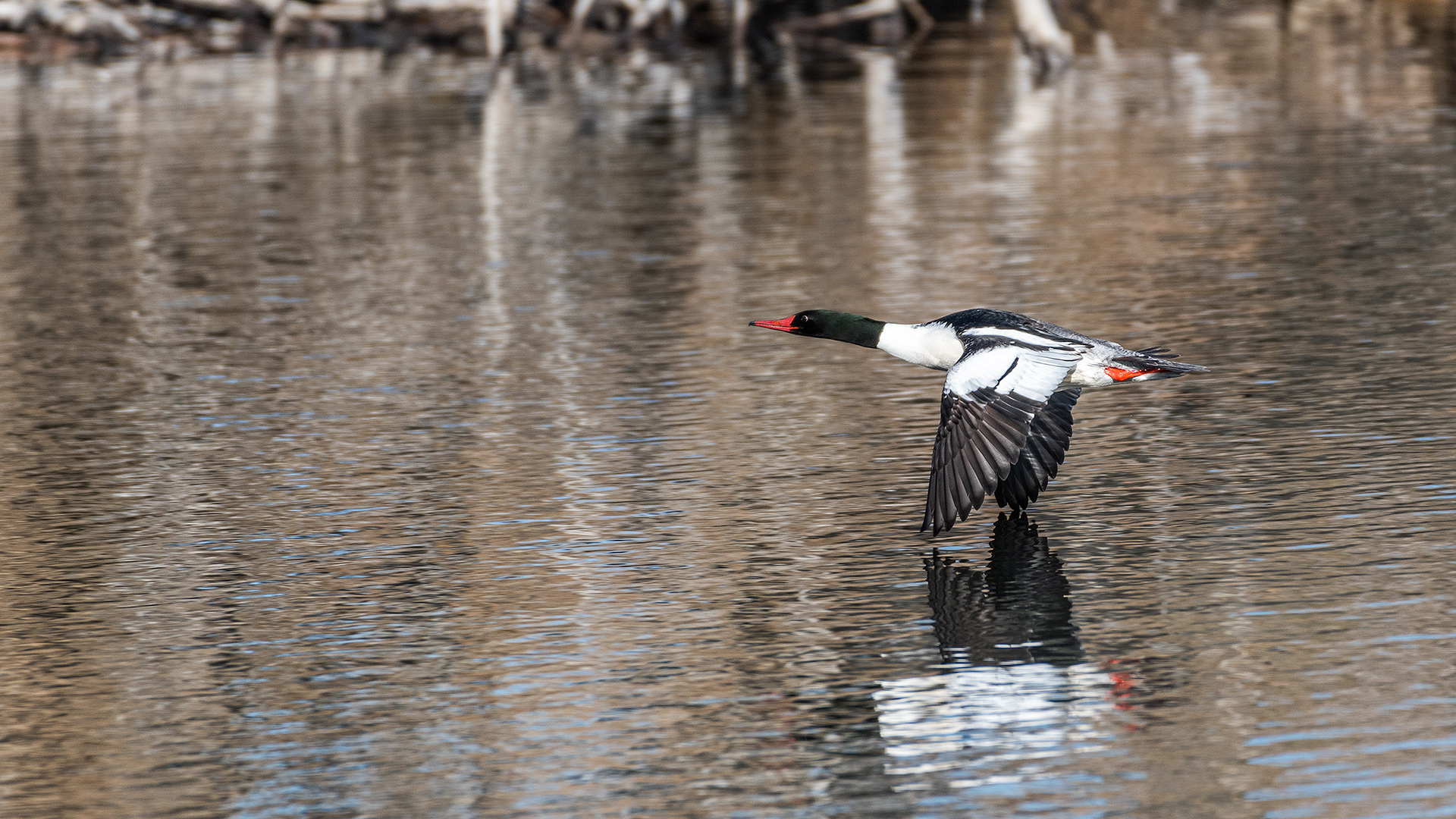 Common Merganser (male) in flight at the Inglewood Bird Sanctuary & Nature Centre, Calgary, Alberta