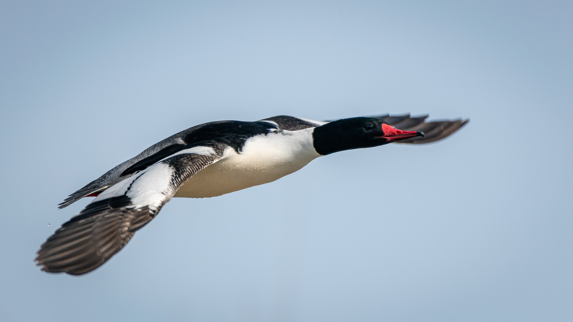 Common Merganser (male) in flight, near the Harvie Passage of the Bow River, Pearce Estate Park, Calgary, AB