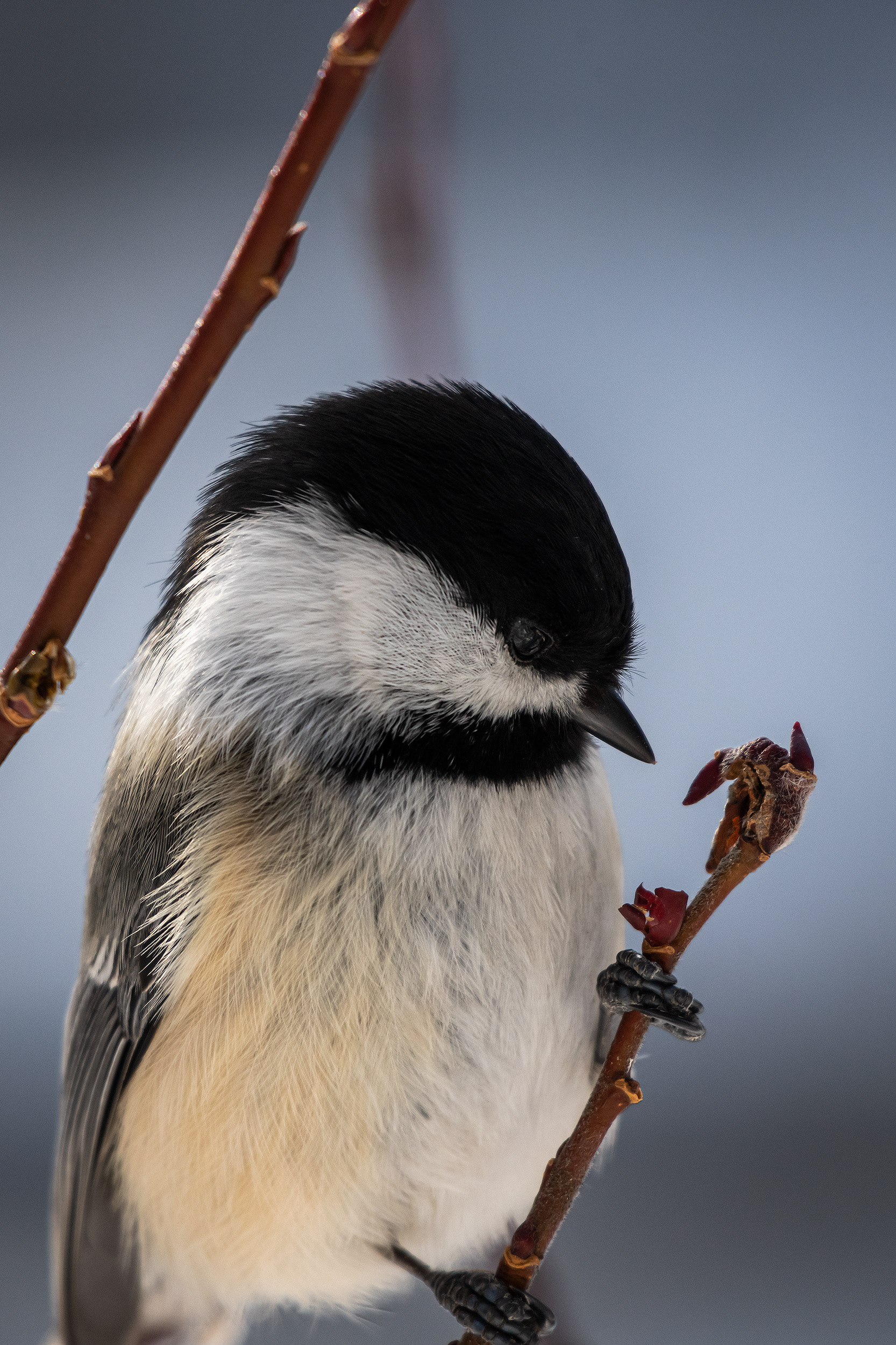 Black-capped Chickadee, near the Marshall Springs area of Fish Creek Provincial Park, Calgary, AB
