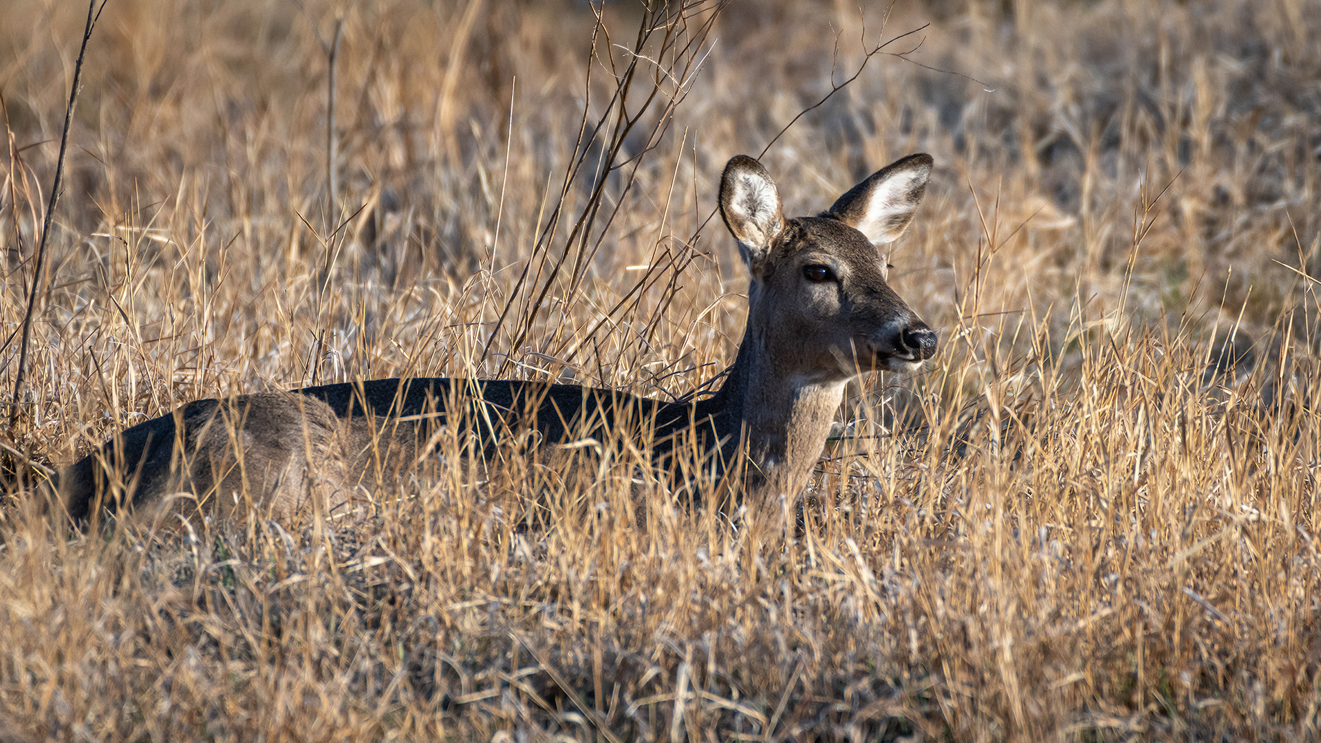White-tailed Deer, Marshall Springs, Fish Creek Provincial Park, Calgary, AB