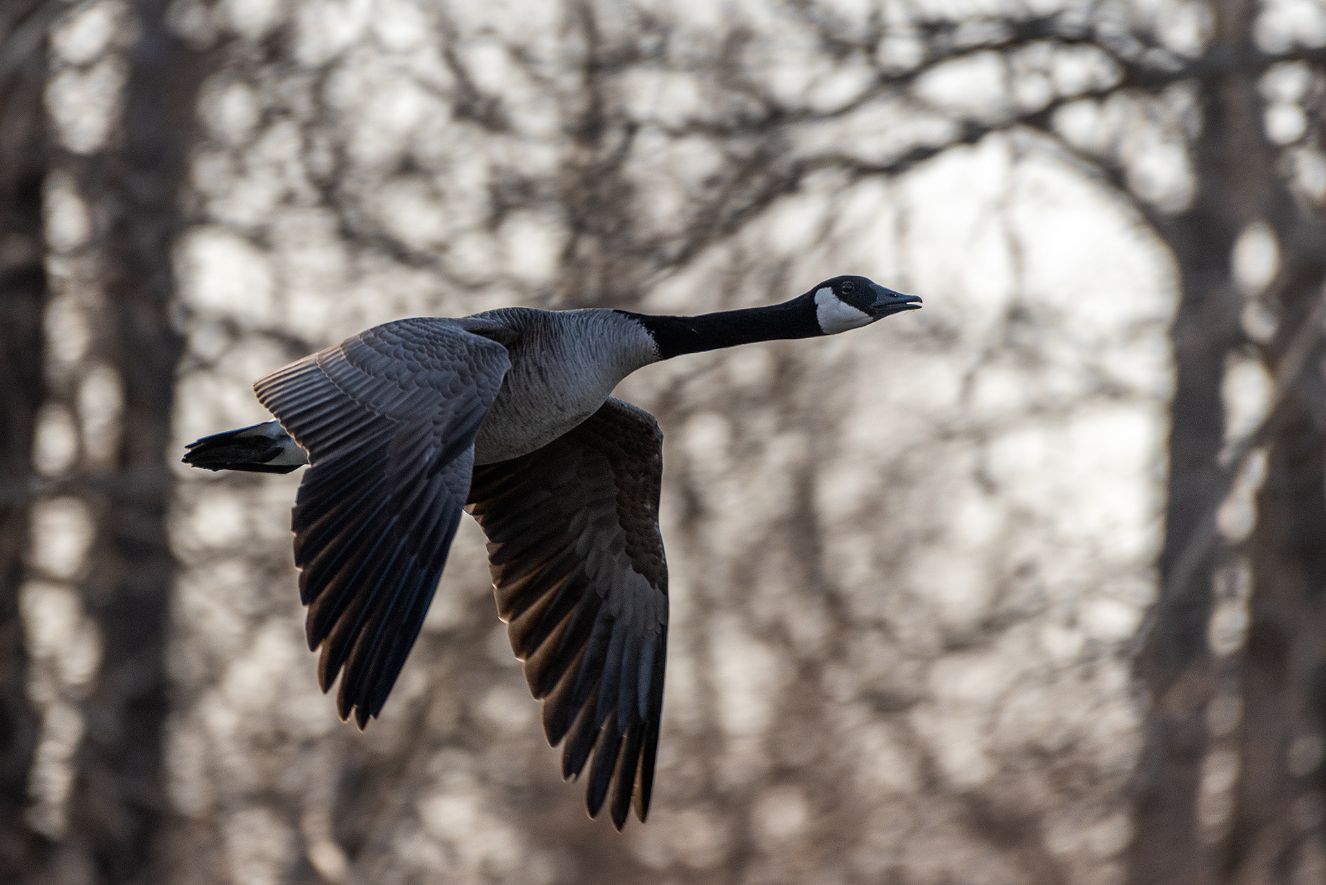 Canada Goose (in flight) at the Inglewood Bird Sanctuary & Nature Centre, Calgary, Alberta