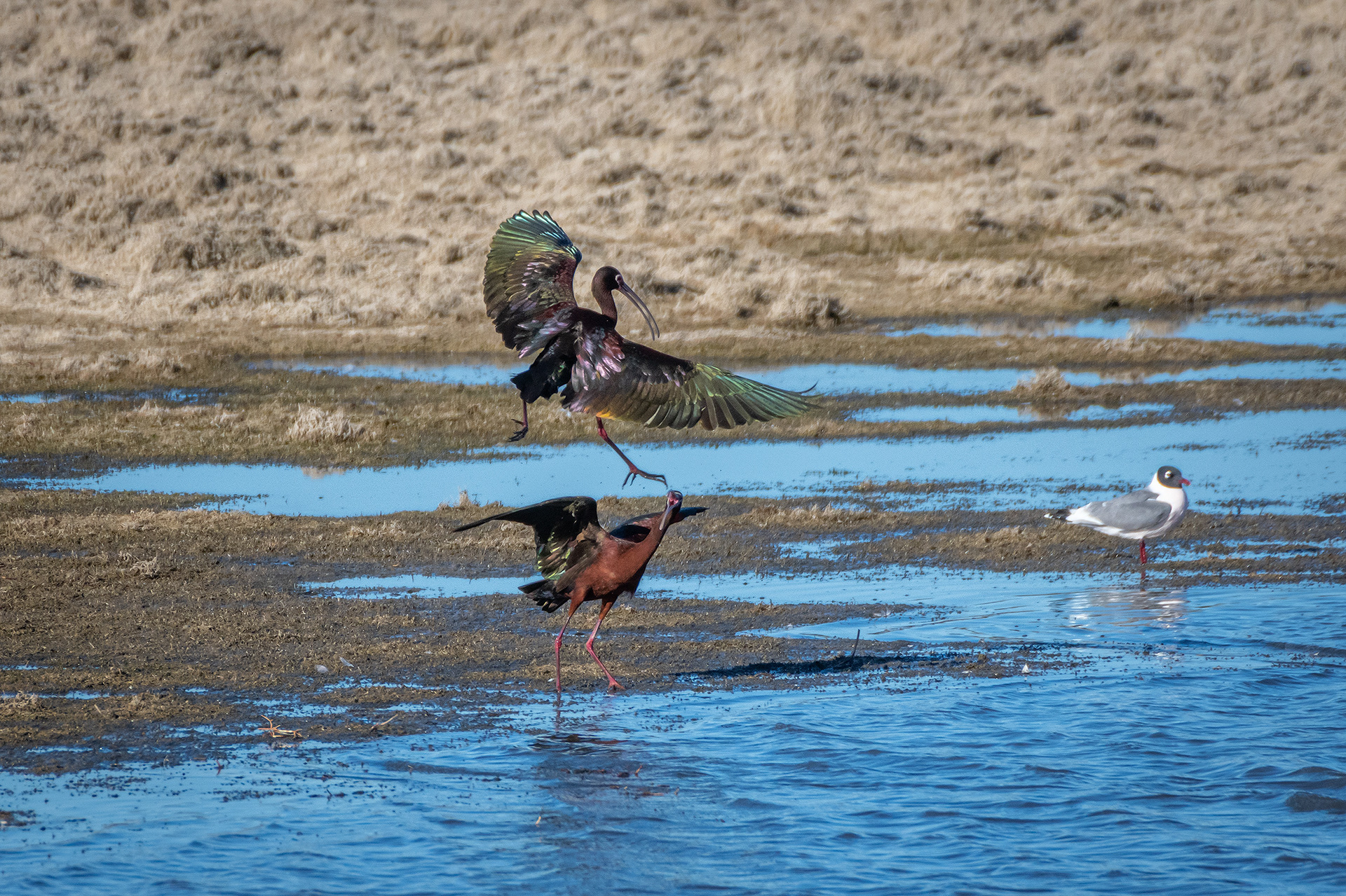 White-faced Ibises, Glenmore Reservoir, North Glenmore Park, Calgary, AB