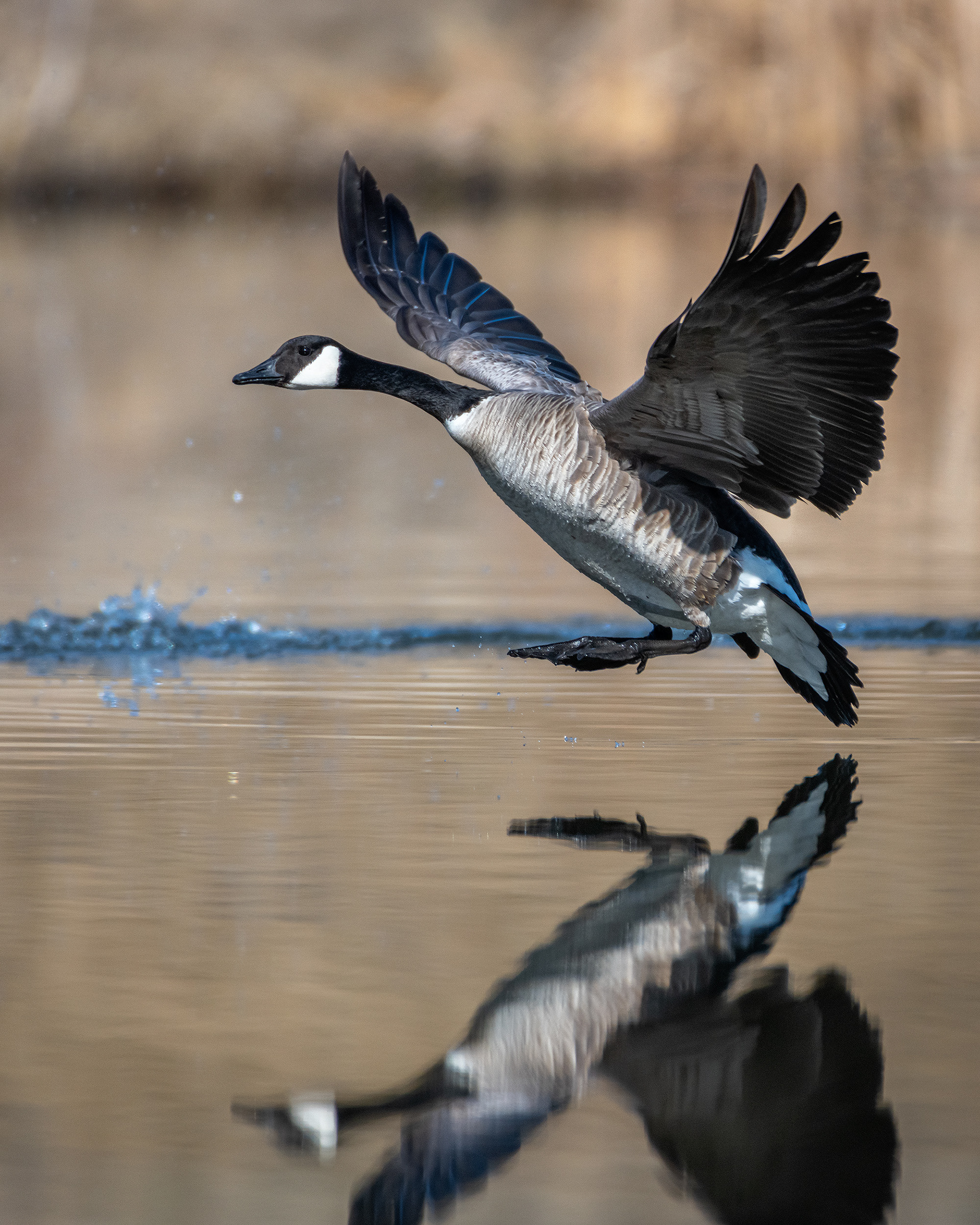 Canada Goose (in flight), Marshall Springs, Fish Creek Provincial Park, Calgary, AB