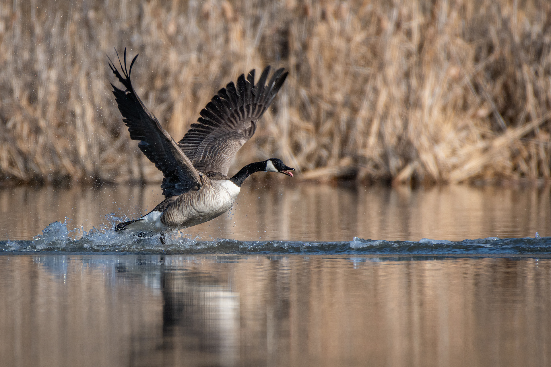 Canada Goose, Marshall Springs, Fish Creek Provincial Park, Calgary, AB