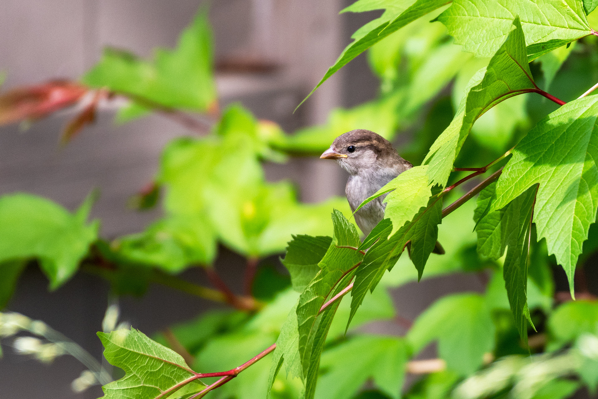 Young House Sparrow in a back yard tree