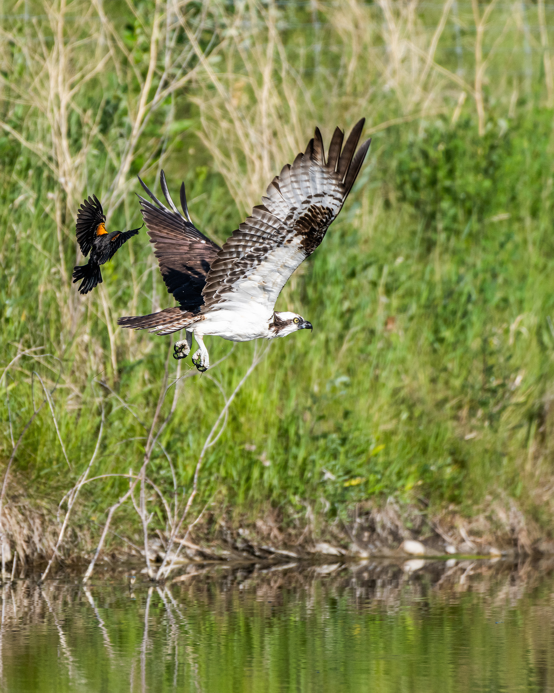 Osprey (in flight) being pestered by a male Red-winged Blackbird (in flight), Marshall Springs - Fish Creek Prov. Park, Calgary, AB