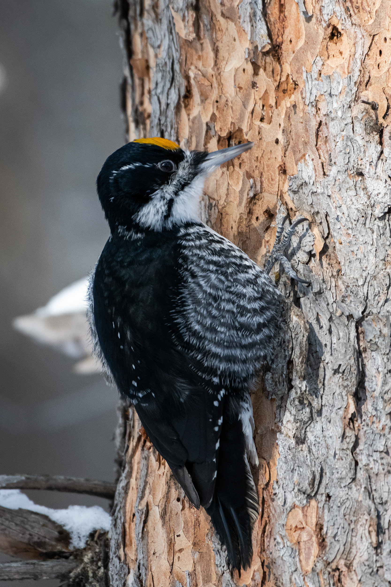 Black-backed Woodpecker (male), near the Marshall Springs area of Fish Creek Provincial Park, Calgary, AB