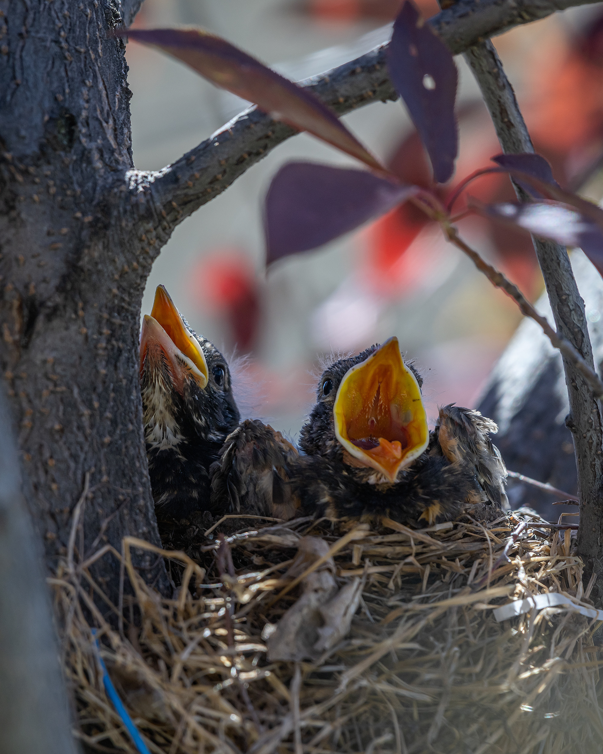 American Robin hatchlings, Bridlewood, Calgary, AB
