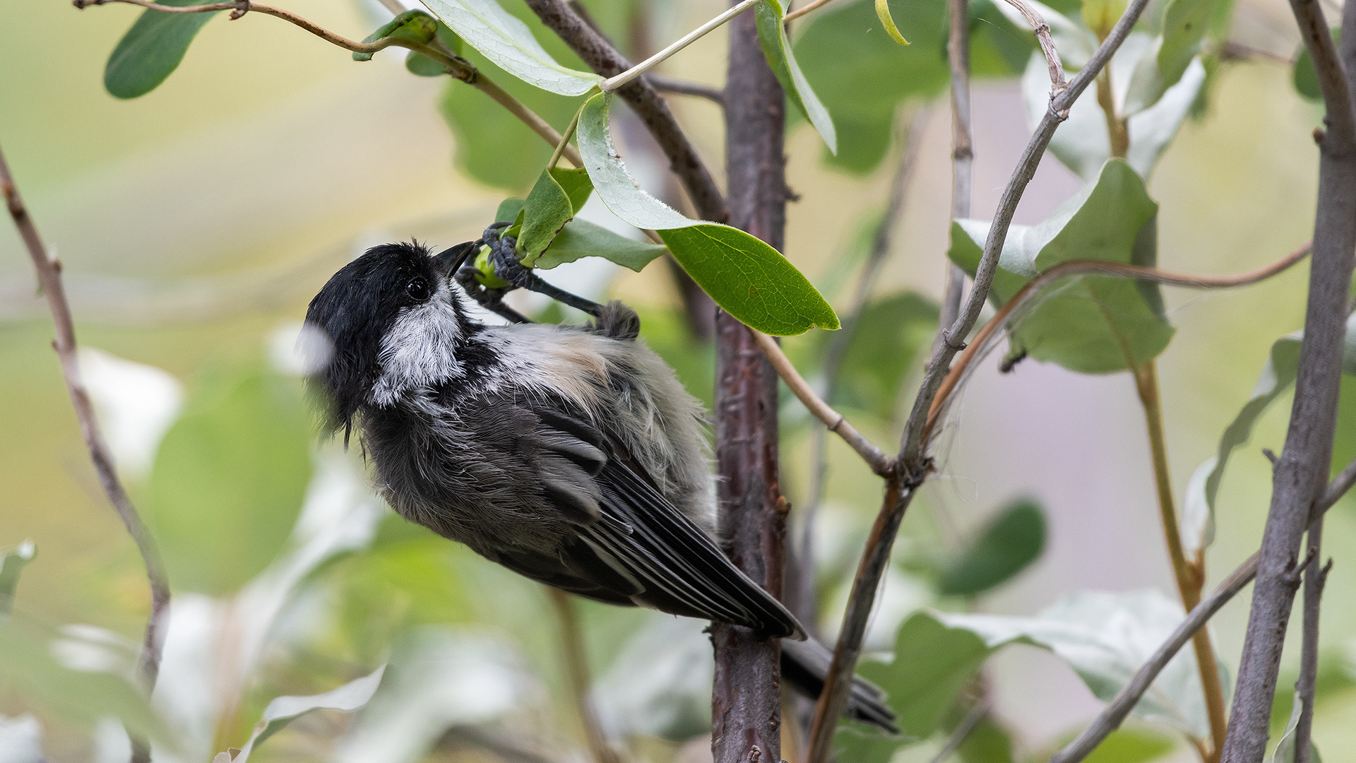 Black-capped Chickadee, Marshall Springs - Fish Creek Prov. Park, Calgary, AB