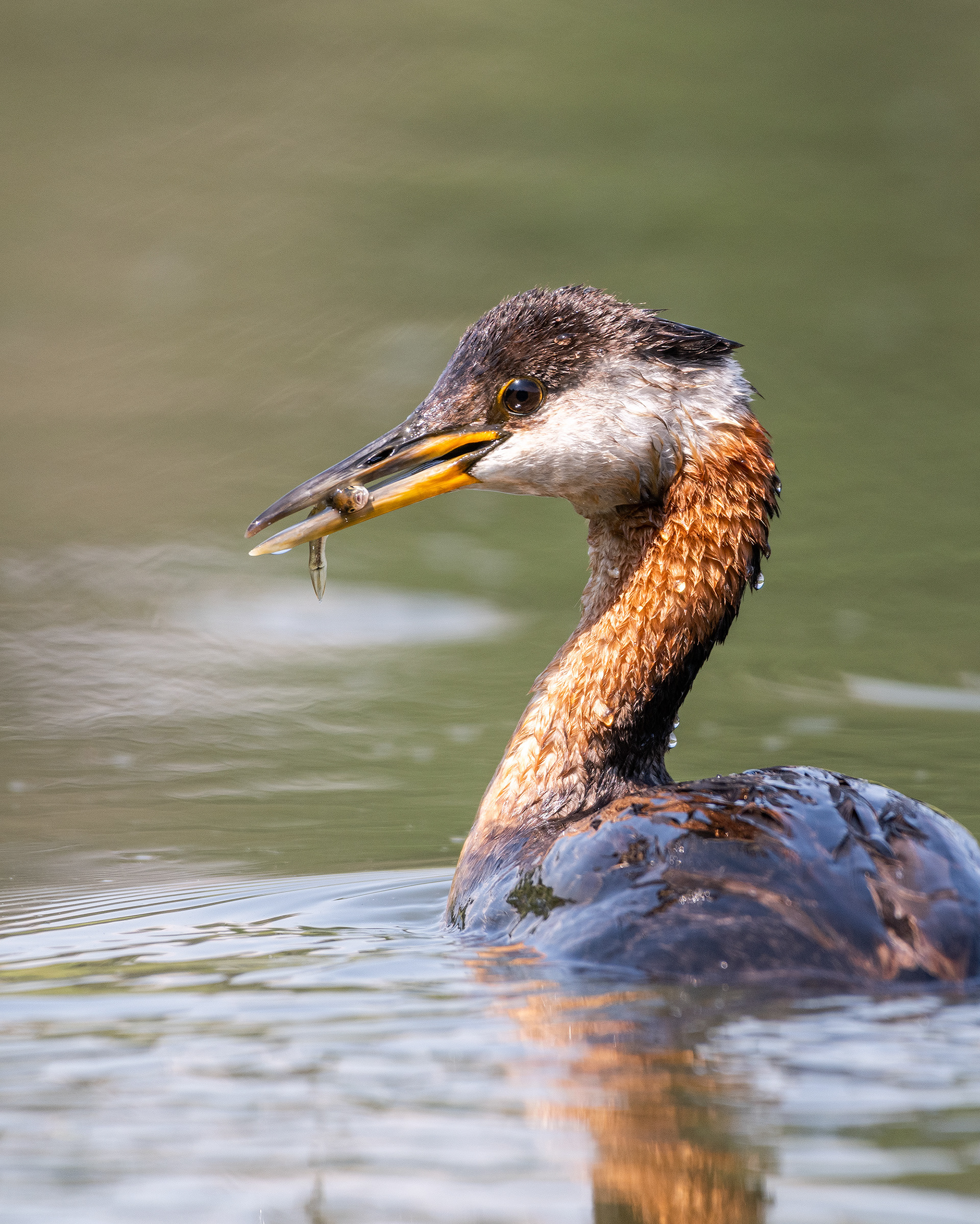 Red-necked Grebe (female), Marshall Springs - Fish Creek Prov. Park, Calgary, AB
