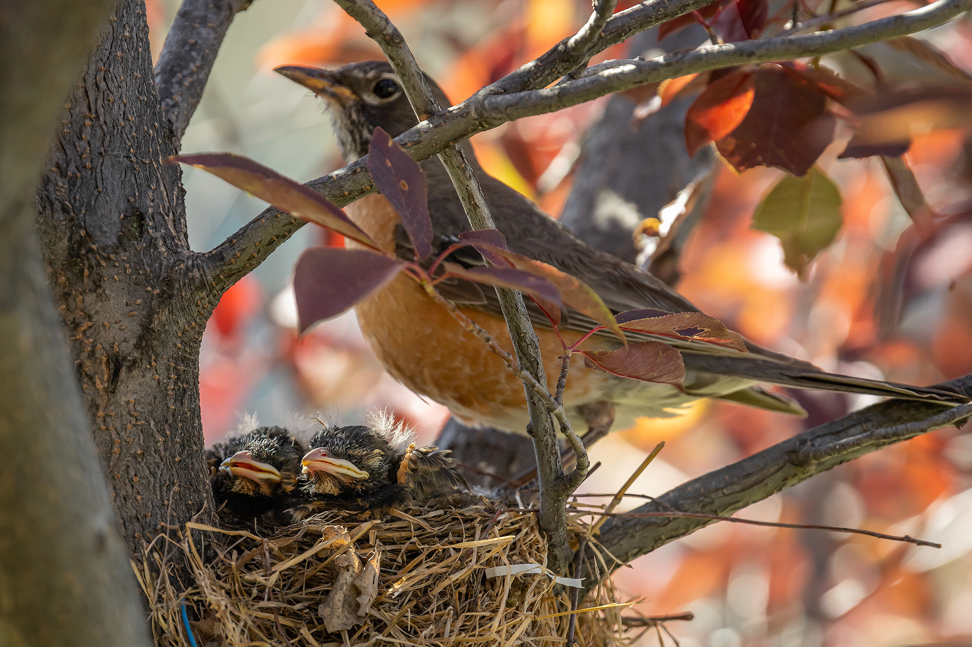 American Robin (female) with hatchlings, Bridlewood, Calgary, AB
