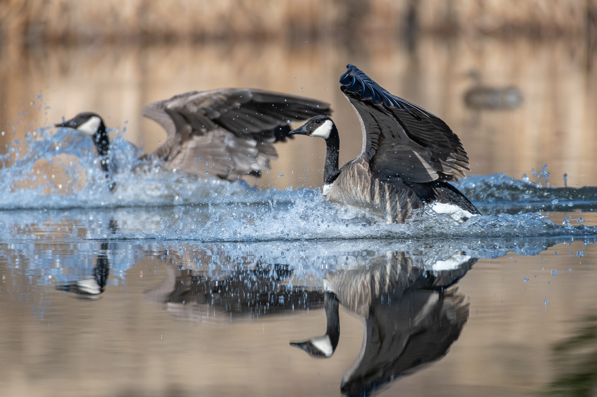 Canada Geese, Marshall Springs, Fish Creek Provincial Park, Calgary, AB