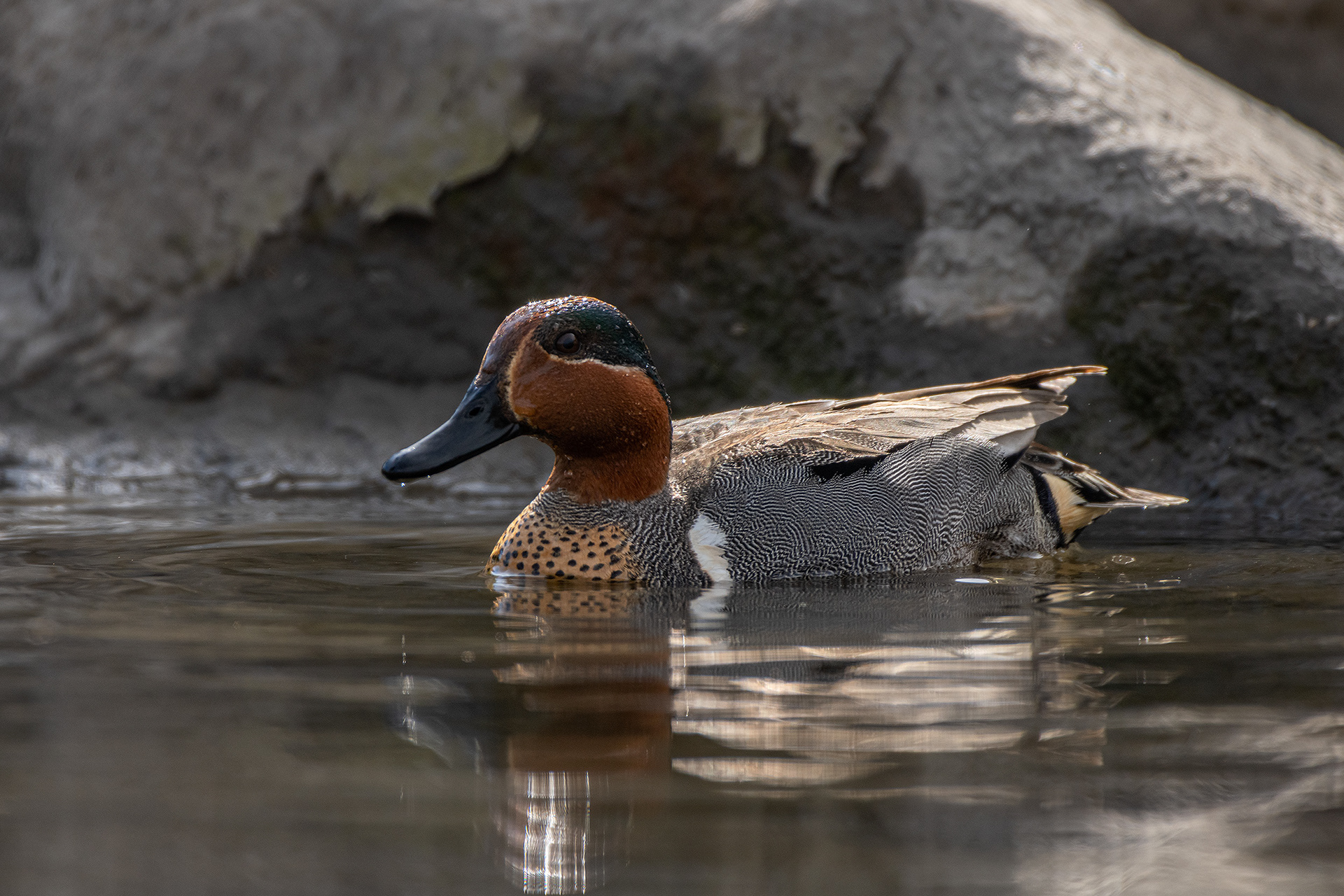 Green-winged Teal (male), Marshall Springs, Fish Creek Provincial Park, Calgary, AB
