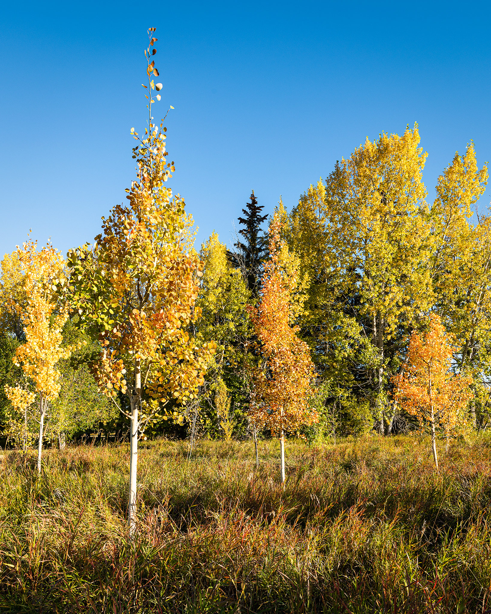 Autumn coloured young trees, North Glenmore Park, Calgary, AB - September 24th (8:48 AM)