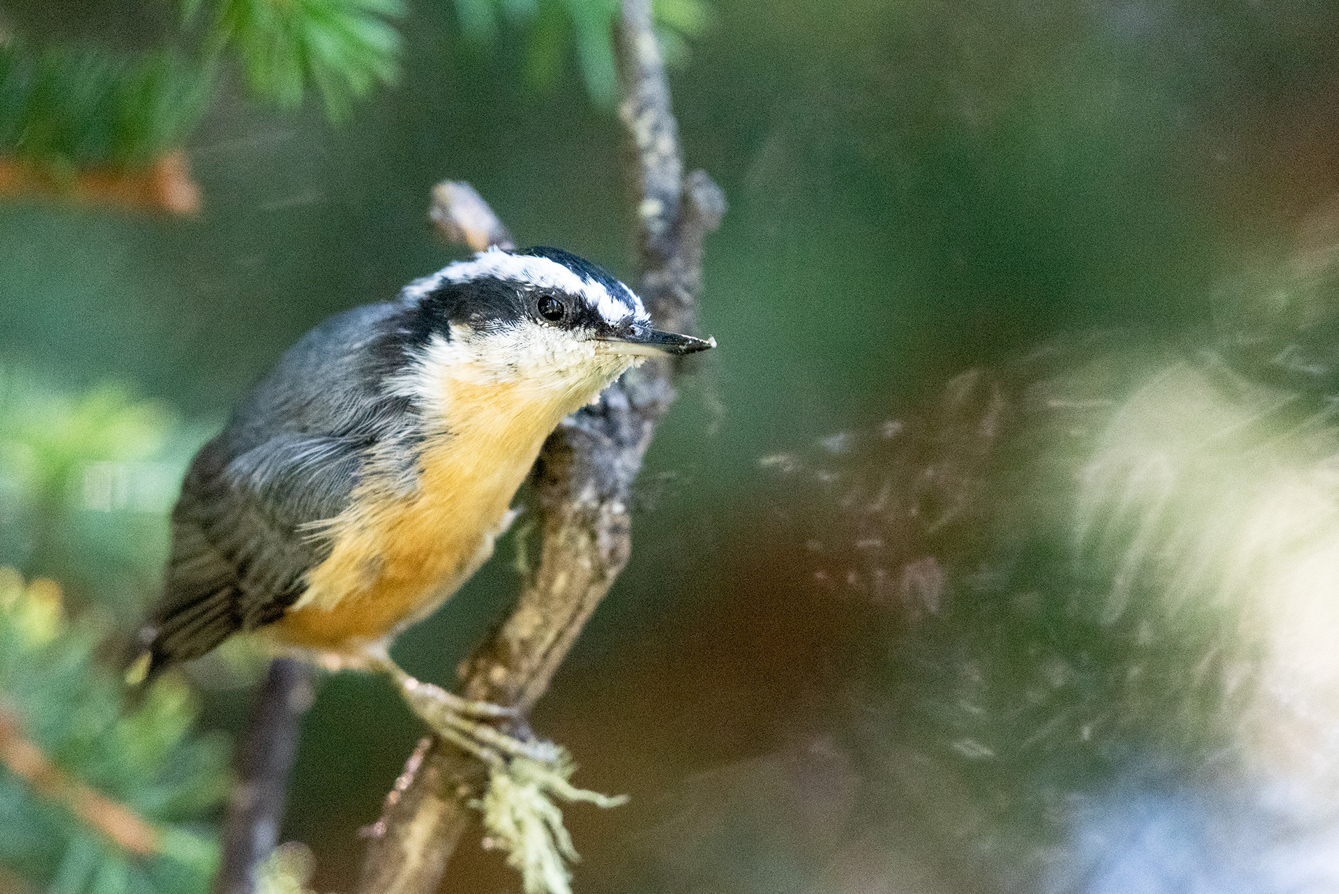 Red-breasted Nuthatch