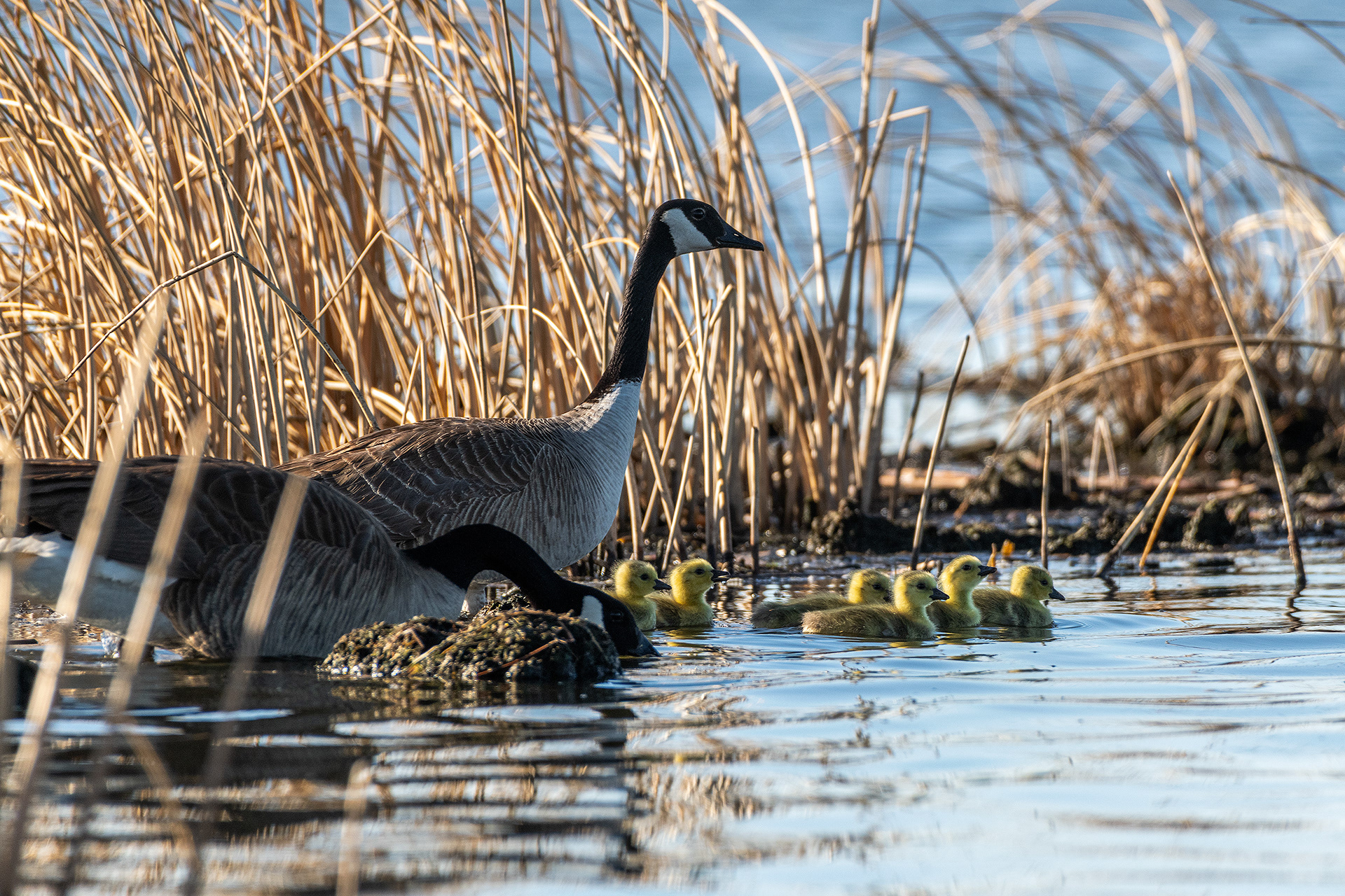 Canada Goose pair with goslings, Frank Lake, Alberta