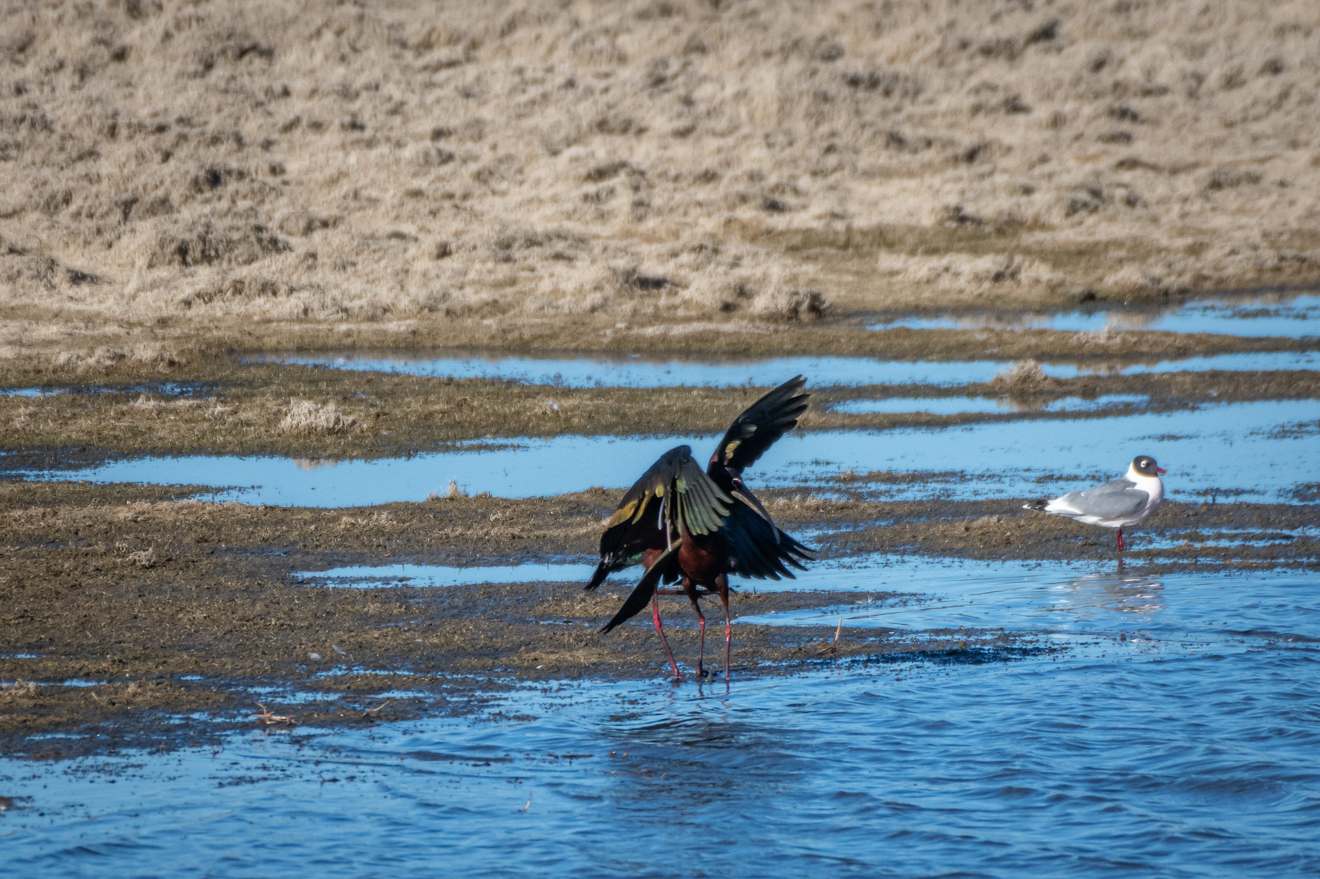 White-faced Ibises, Glenmore Reservoir, North Glenmore Park, Calgary, AB