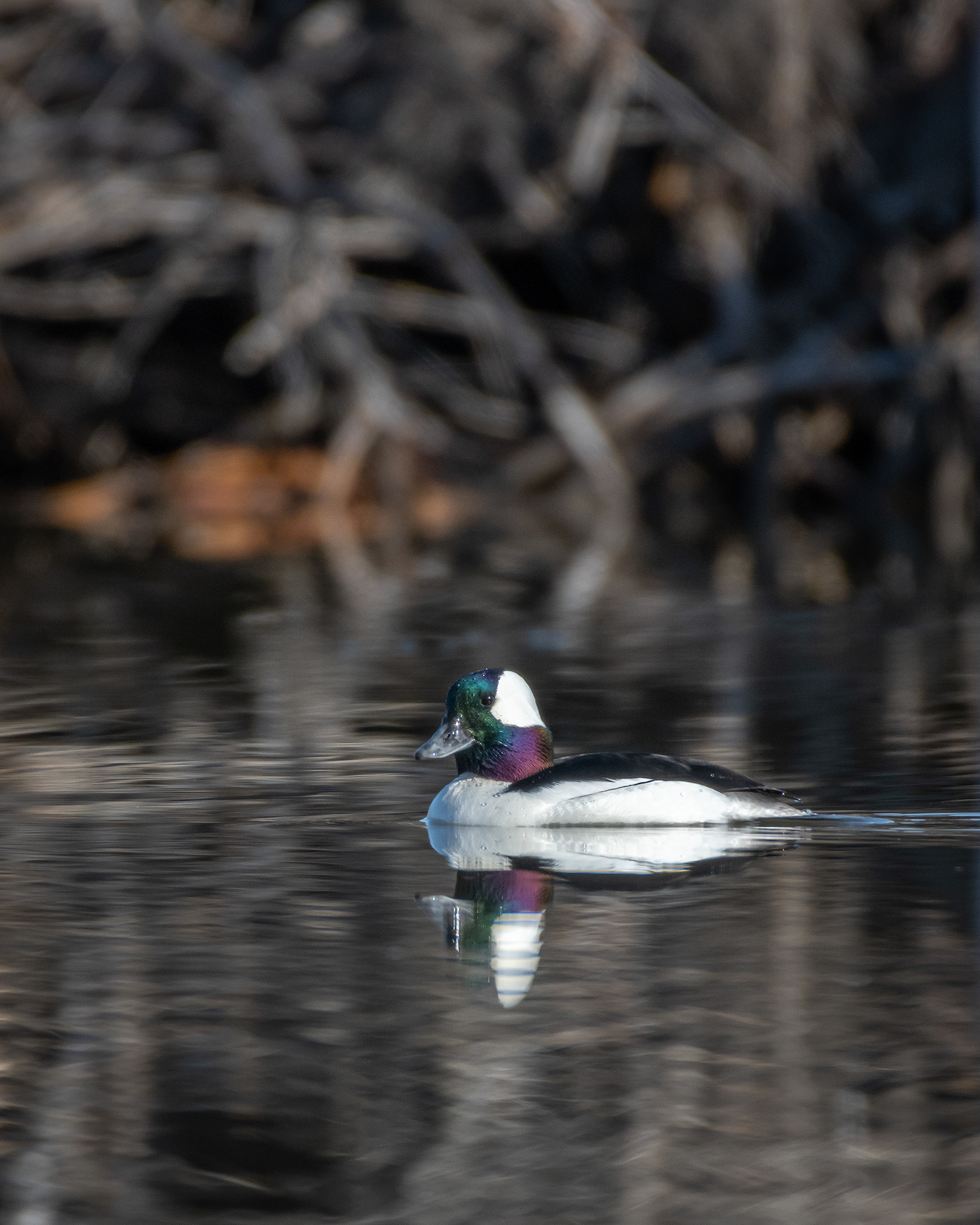Bufflehead (male), Marshall Springs, Fish Creek Provincial Park, Calgary, AB