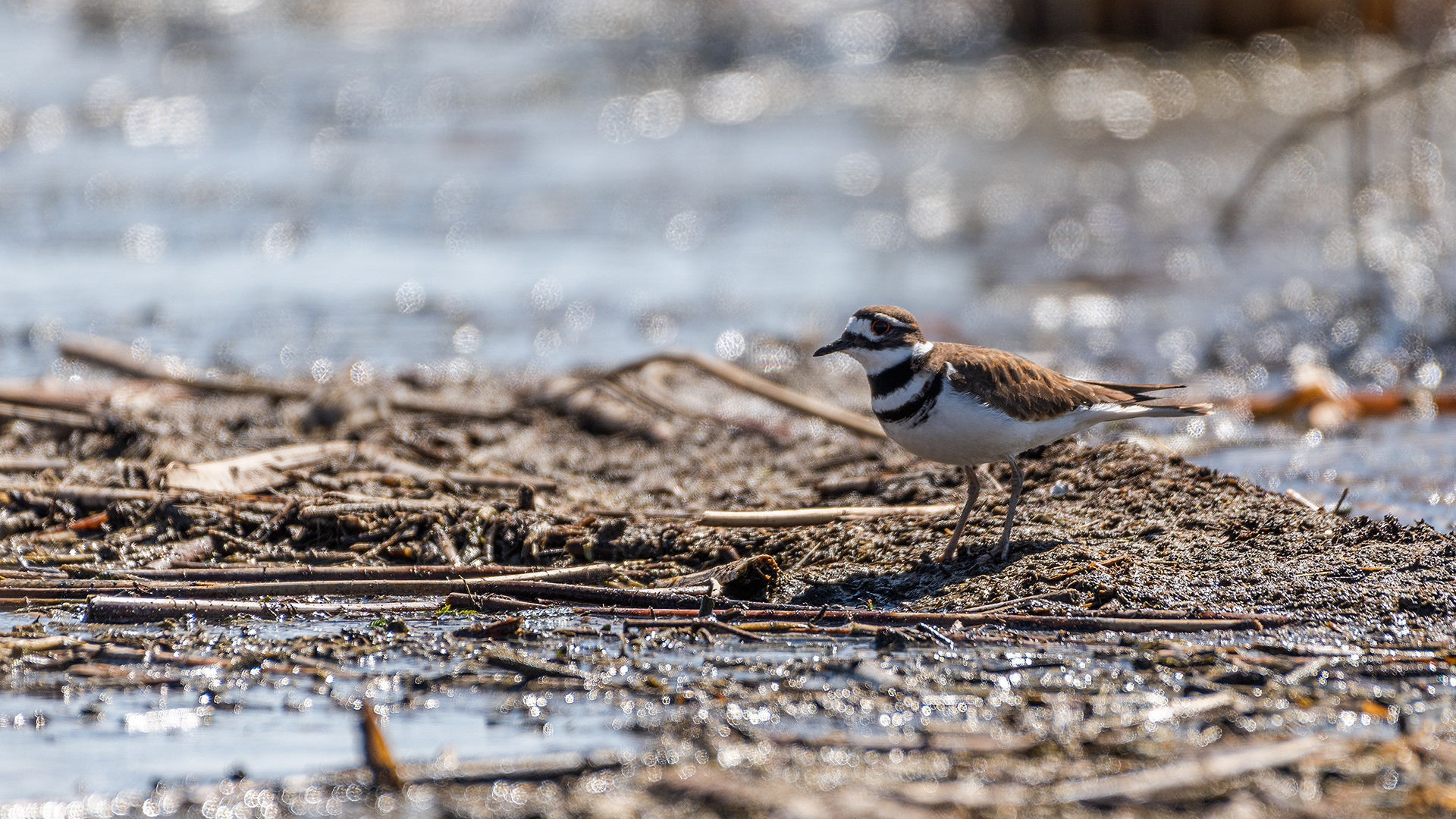 Killdeer at Frank Lake, AB