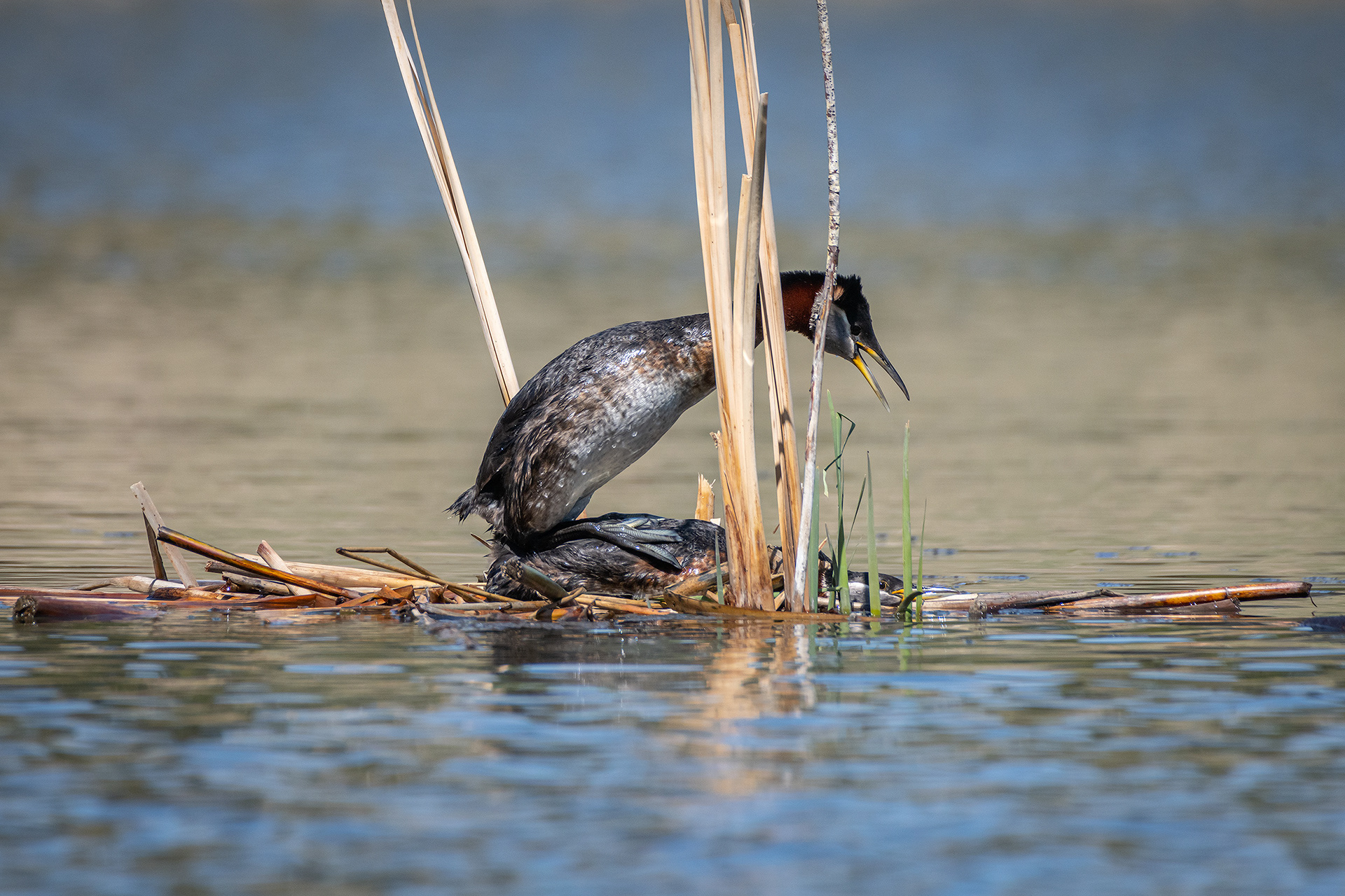 Red-necked Grebe pair mating, Marshall Springs ponds - Fish Creek Prov. Park, Calgary, AB