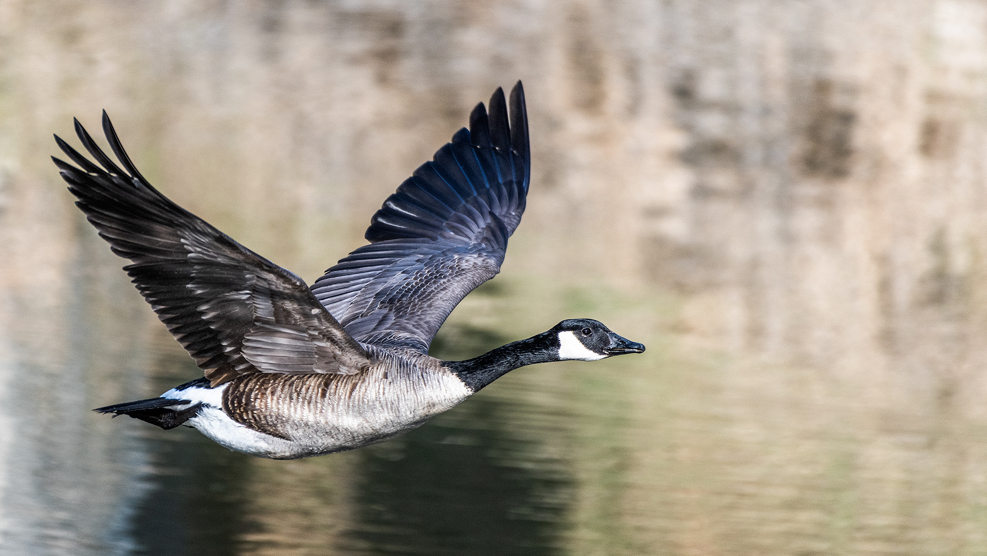Canada Goose in flight at the Inglewood Bird Sanctuary & Nature Centre, Calgary, Alberta