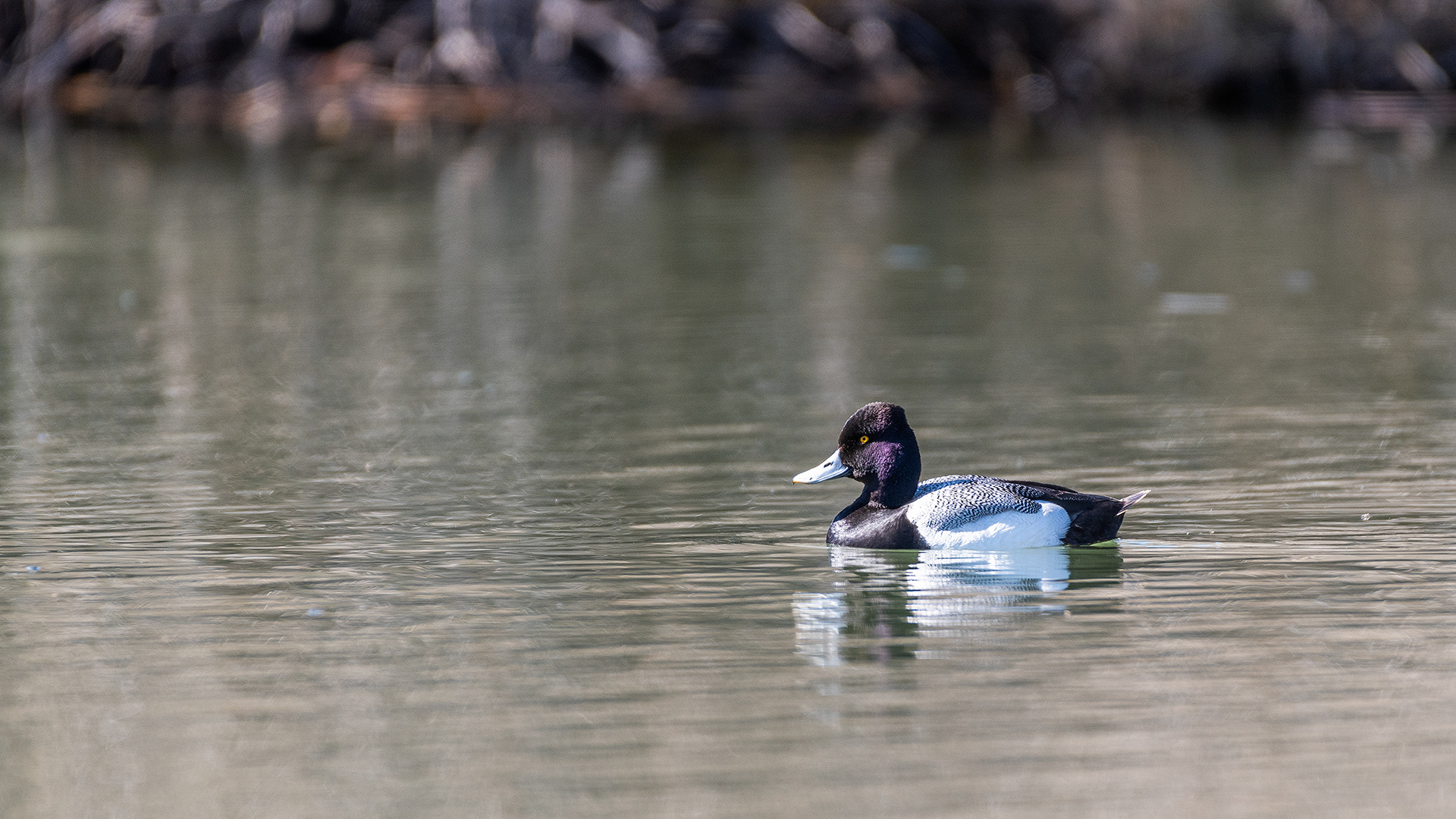 Lesser Scaup (male) at Bridlewood Wetlands Park, Calgary, Alberta