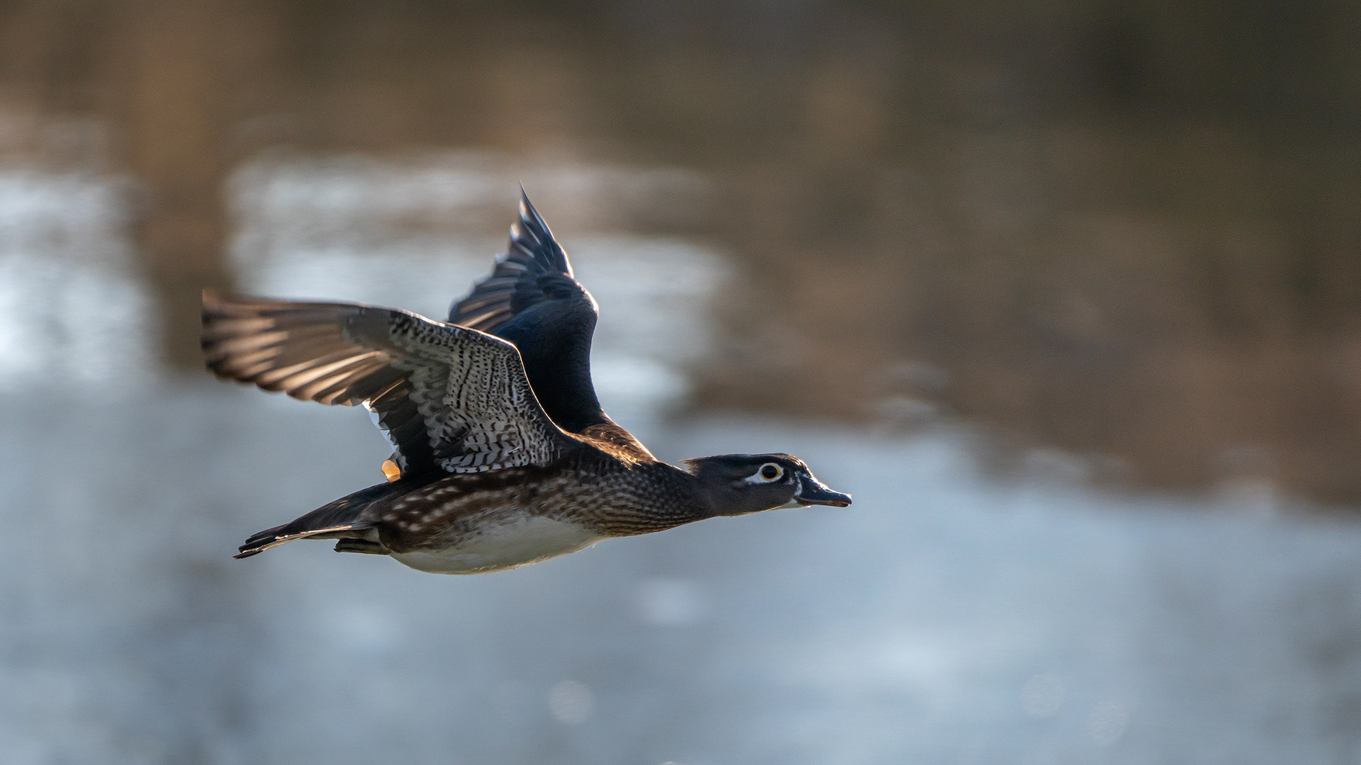 Wood Duck (female) in flight, Inglewood Bird Sanctuary & Nature Centre, Calgary, AB