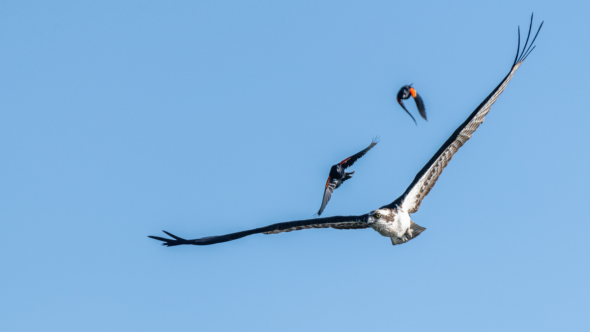 Osprey (in flight) being pestered by multiple male Red-winged Blackbirds (in flight), Marshall Springs - Fish Creek Prov. Park, Calgary, AB