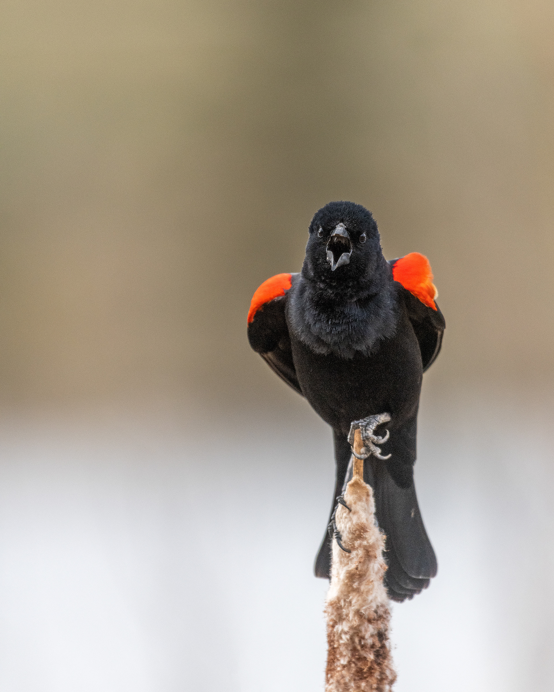 Red-winged Blackbird (male) at Marshall Springs, Fish Creek Provincial Park, Calgary, Alberta