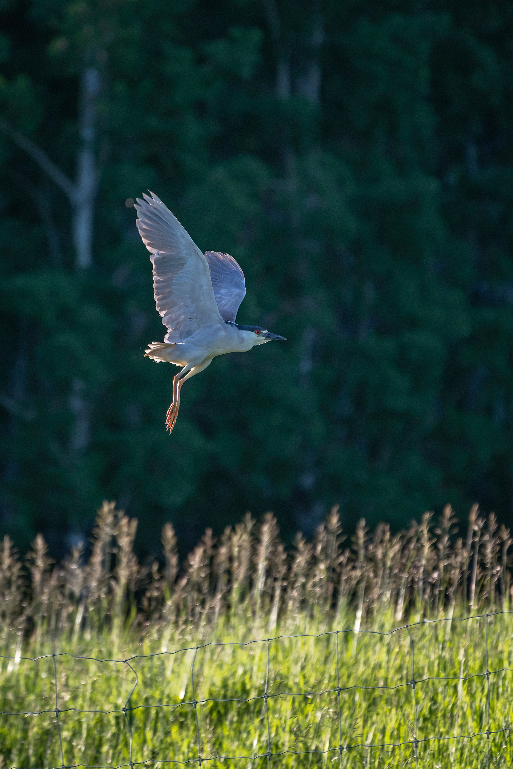 Black-crowned Night Heron (in flight), Marshall Springs, Fish Creek Provincial Park, Calgary, AB