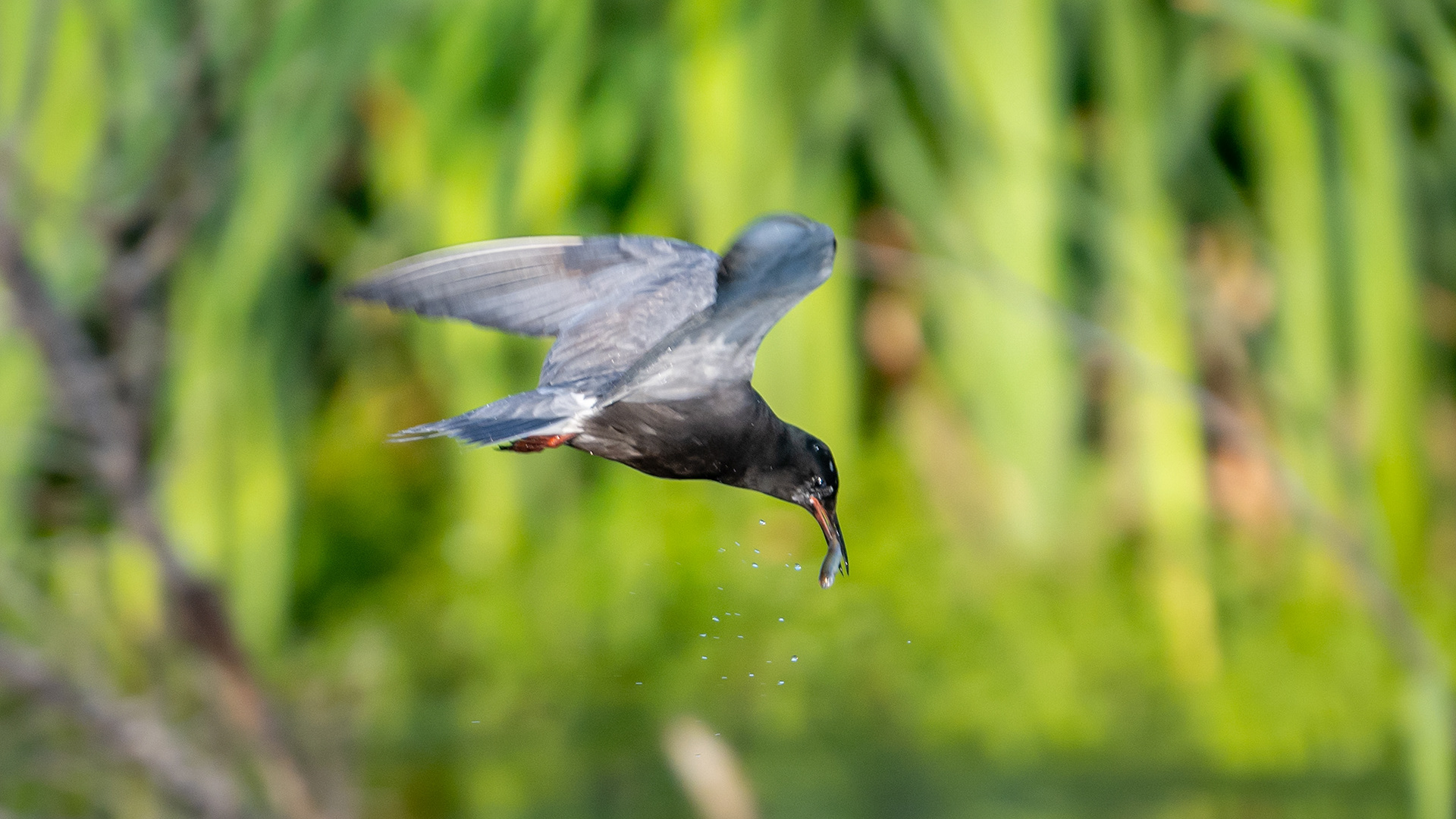 Black Tern (in flight) with a small fish, Marshall Springs ponds, Fish Creek Provincial Park, Calgary, AB