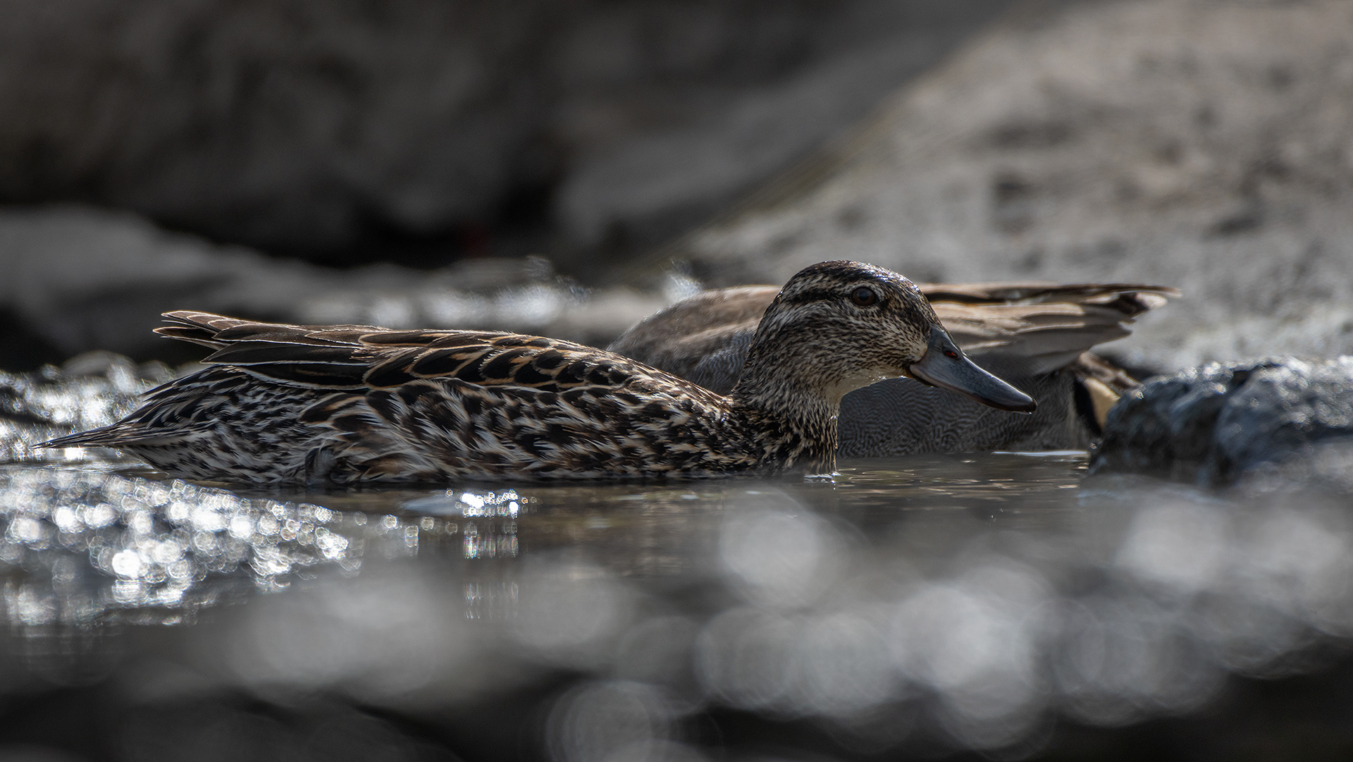 Green-winged Teal (female), Marshall Springs, Fish Creek Provincial Park, Calgary, AB