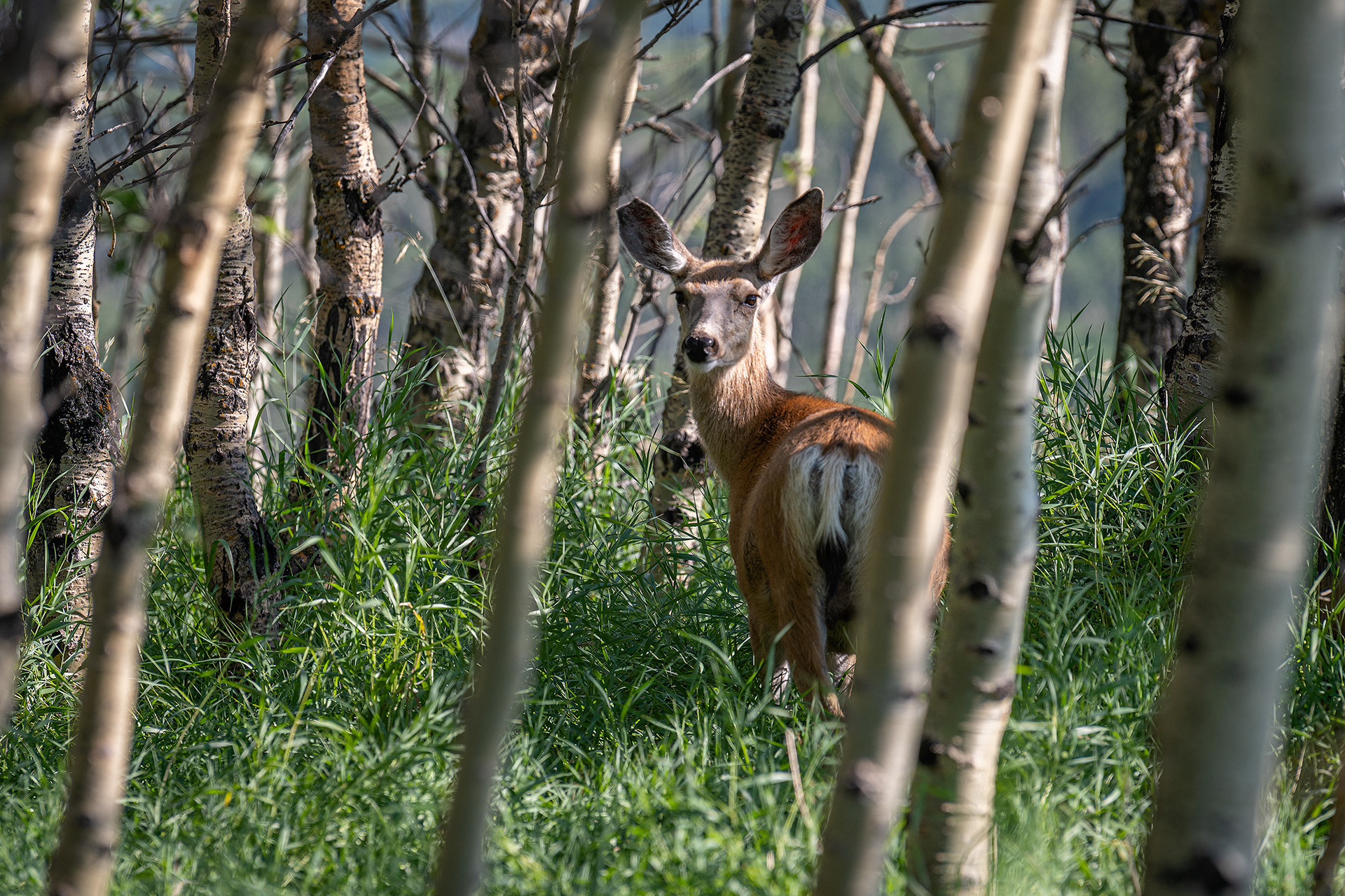 Mule Deer, Ann and Sandy Cross Conservation Area, Foothills, AB