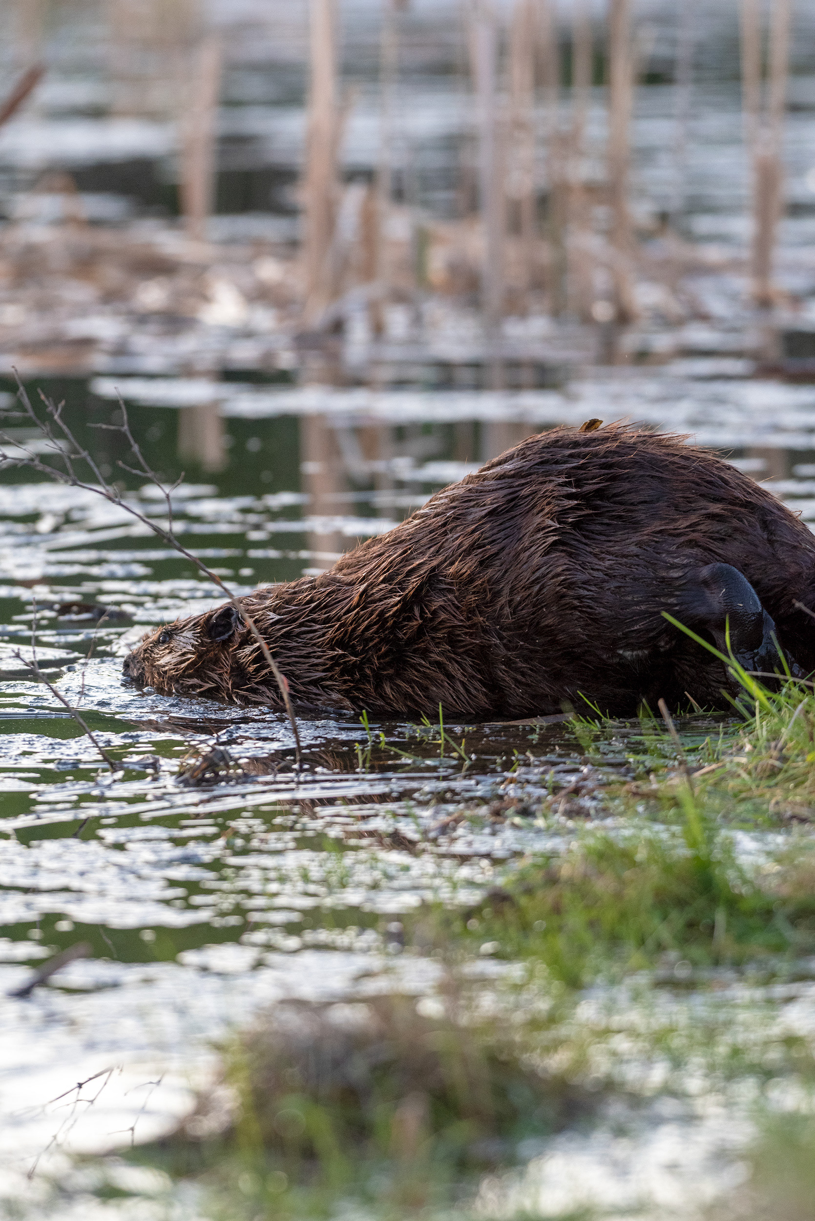 beaver, Marshall Springs, Fish Creek Provincial Park, Calgary, Alberta