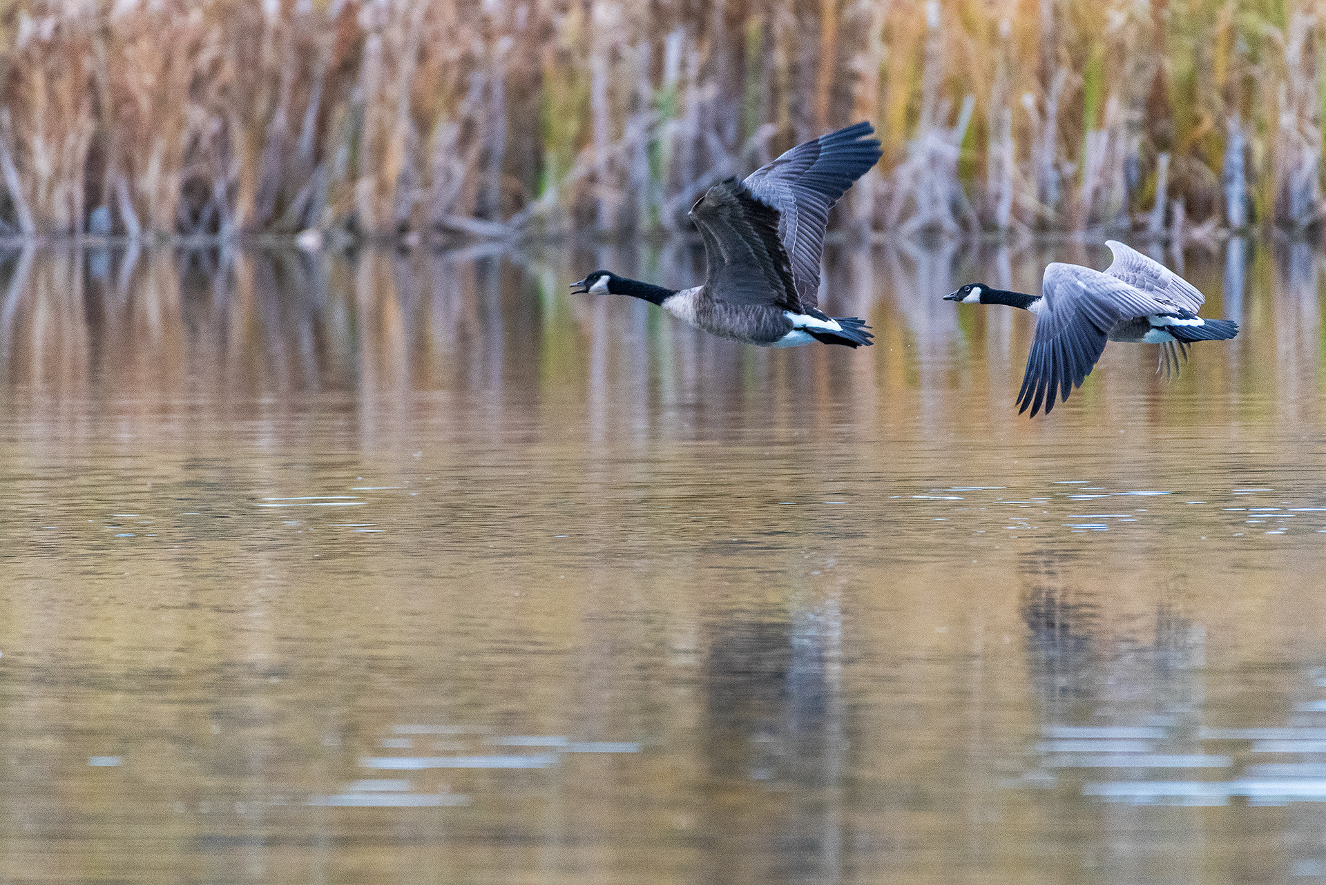 Canada Geese, in flight, at the Marshall Springs ponds in Fish Creek Provincial Park