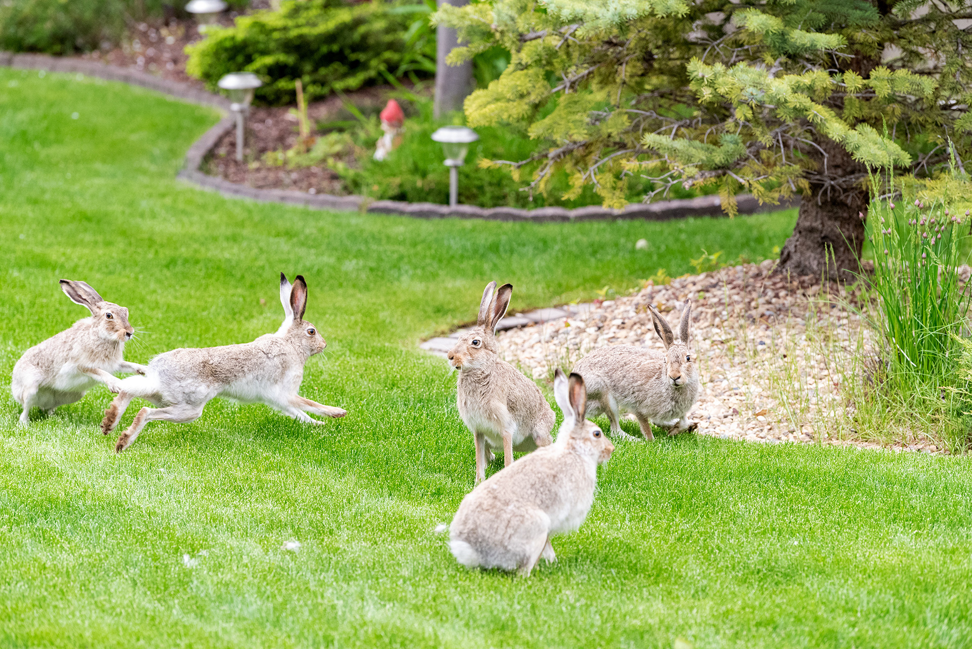 wild hares, Bridlewood, Calgary, Alberta
