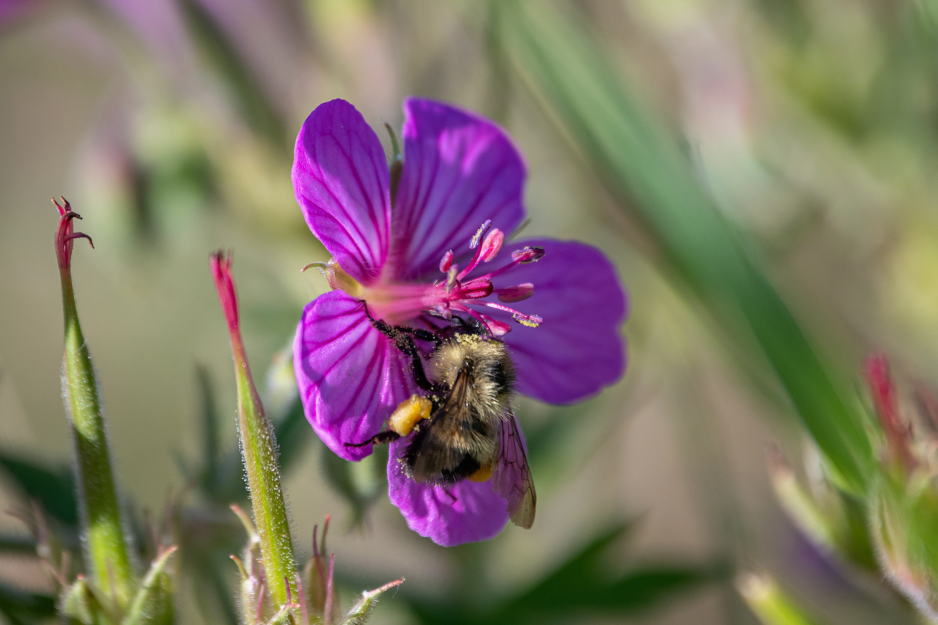 Flower and Bee, Marshall Springs area, Fish Creek Provincial Park, Calgary, AB